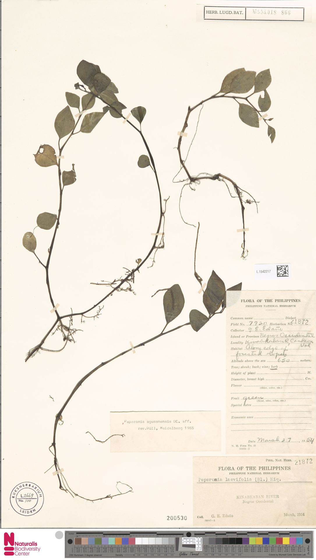 Peperomia agusanensis