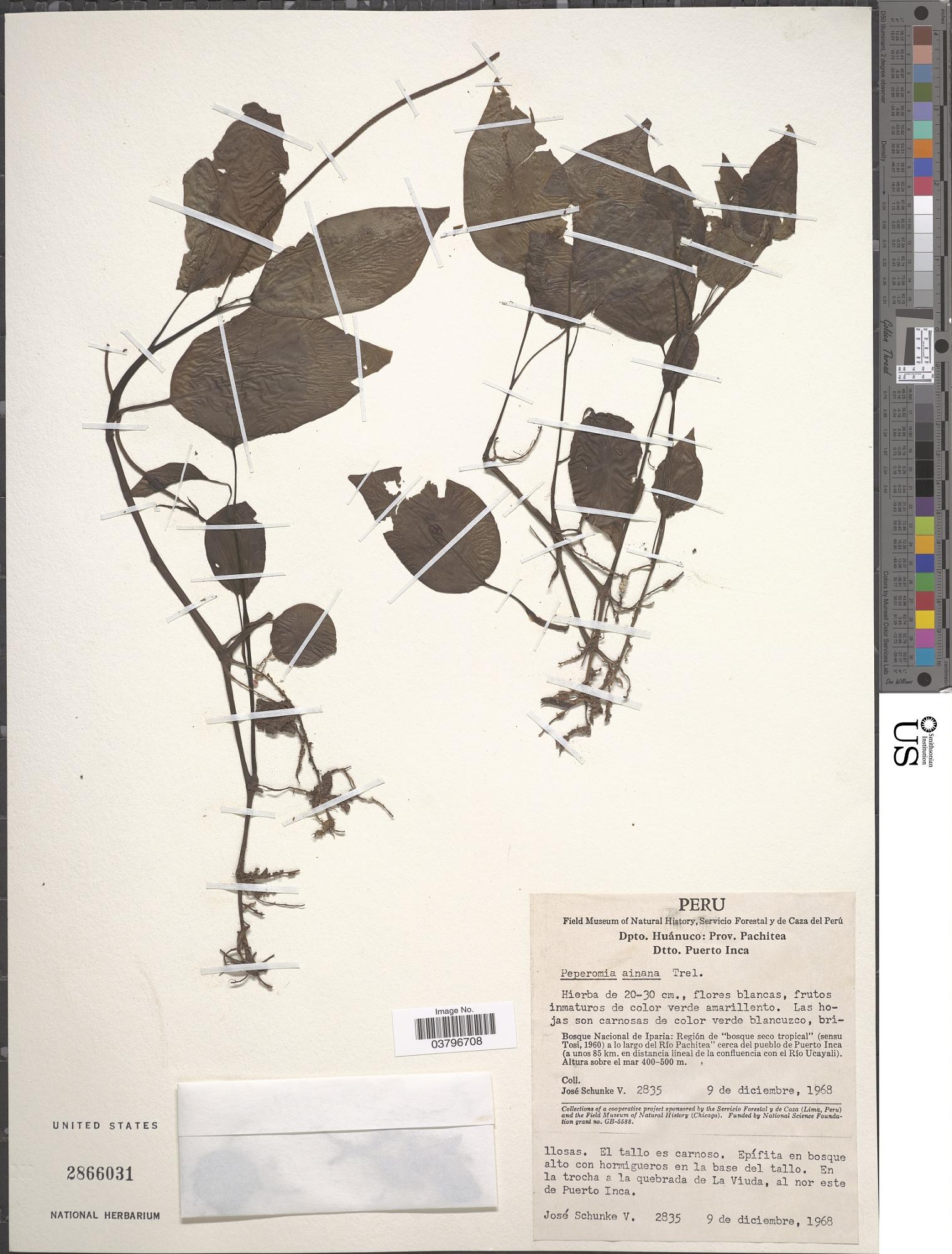 Peperomia ainana