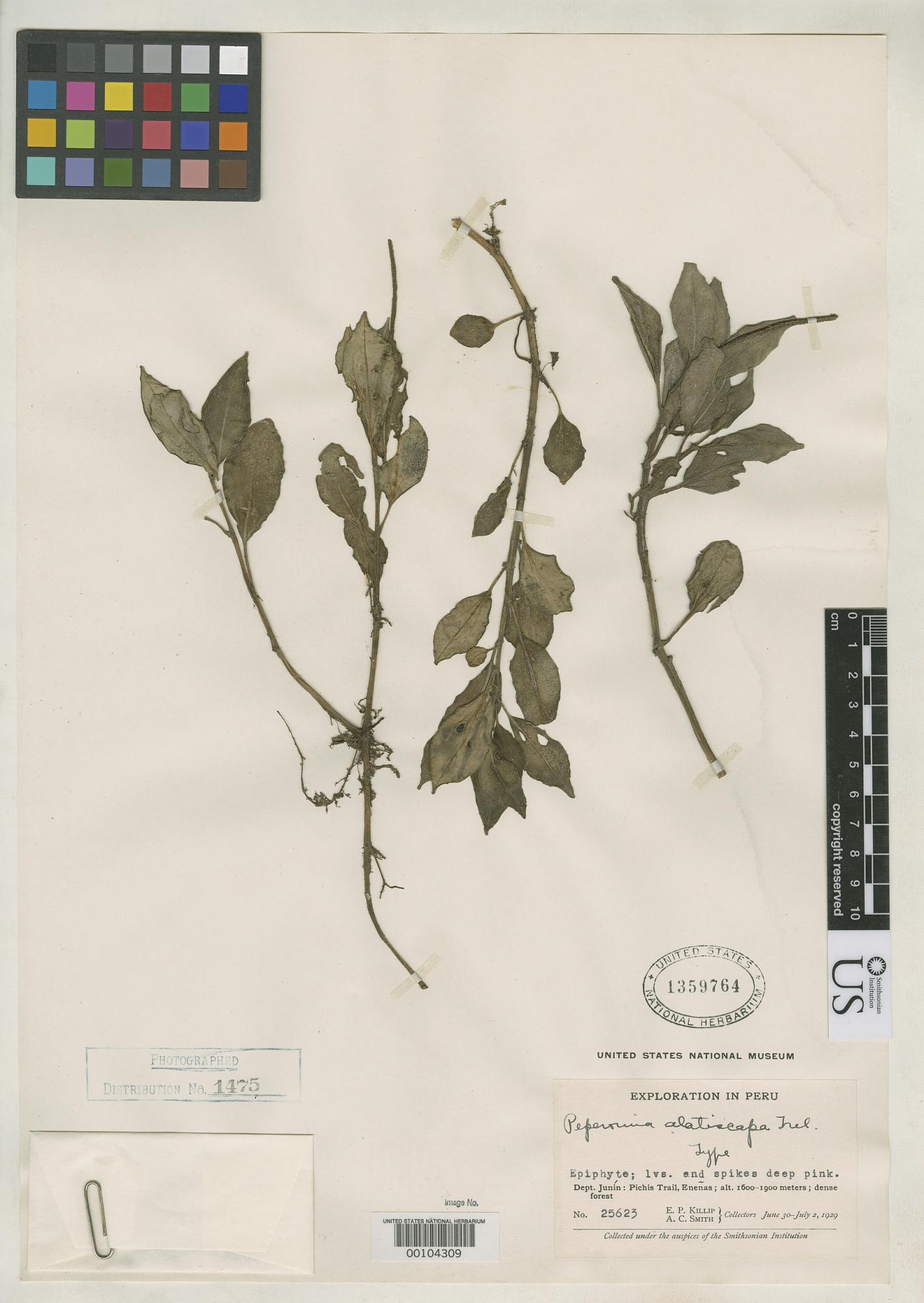 Peperomia alatiscapa