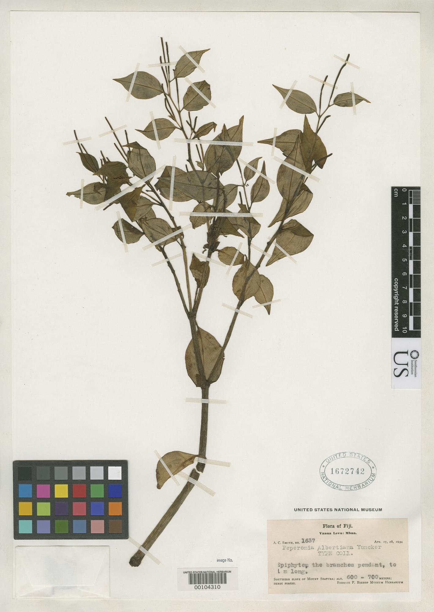 Peperomia albertiana