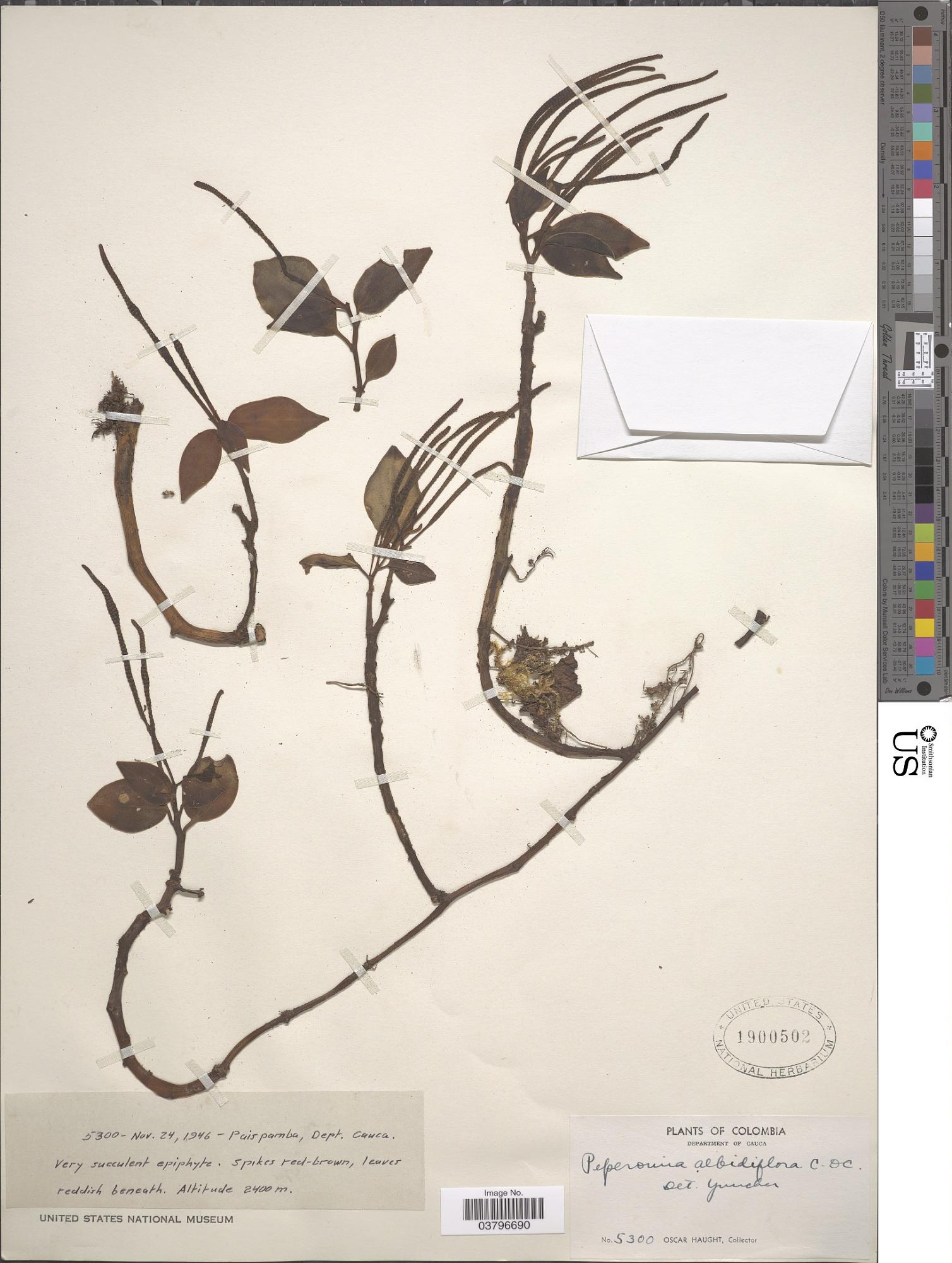 Peperomia albidiflora