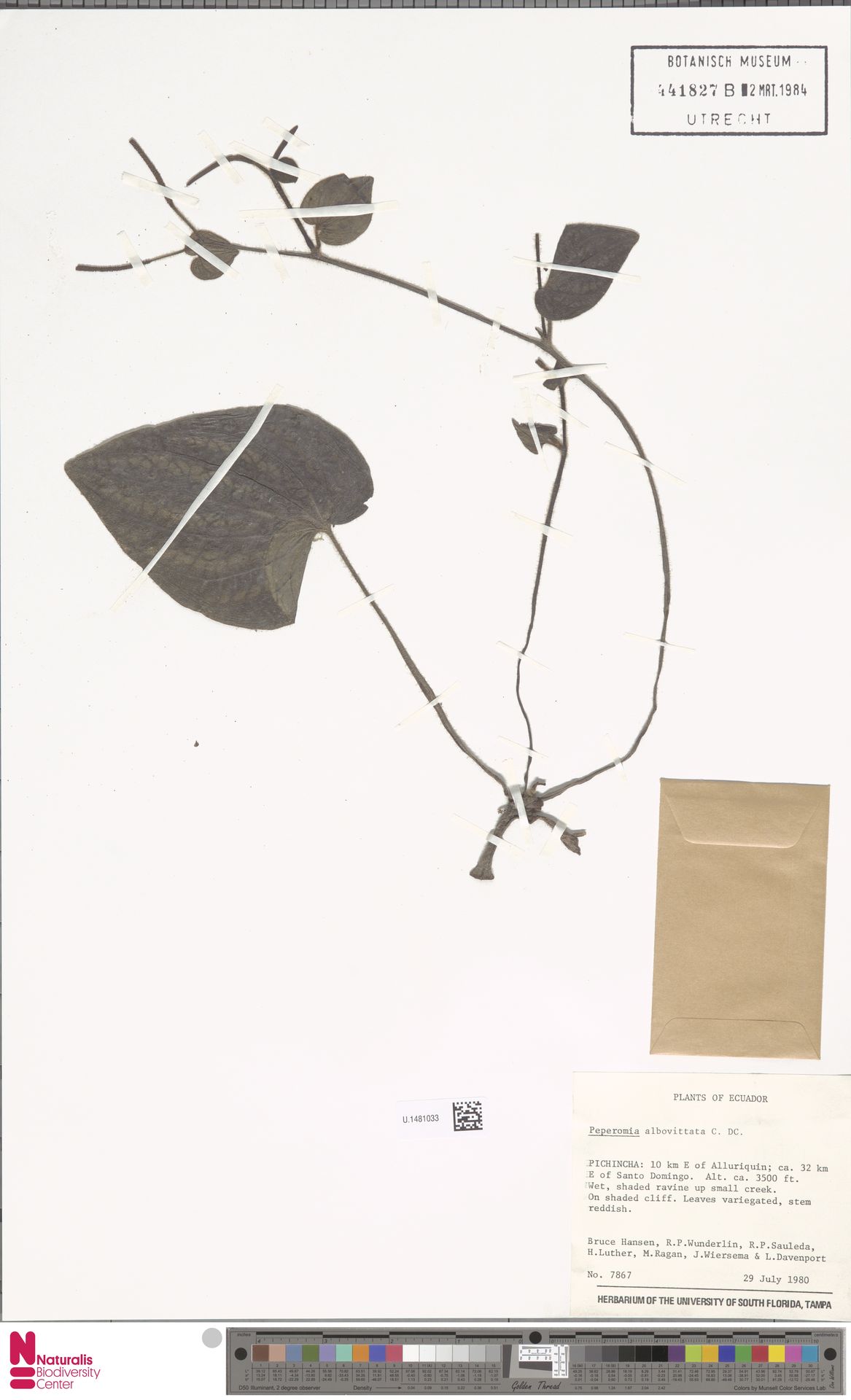 Peperomia albovittata