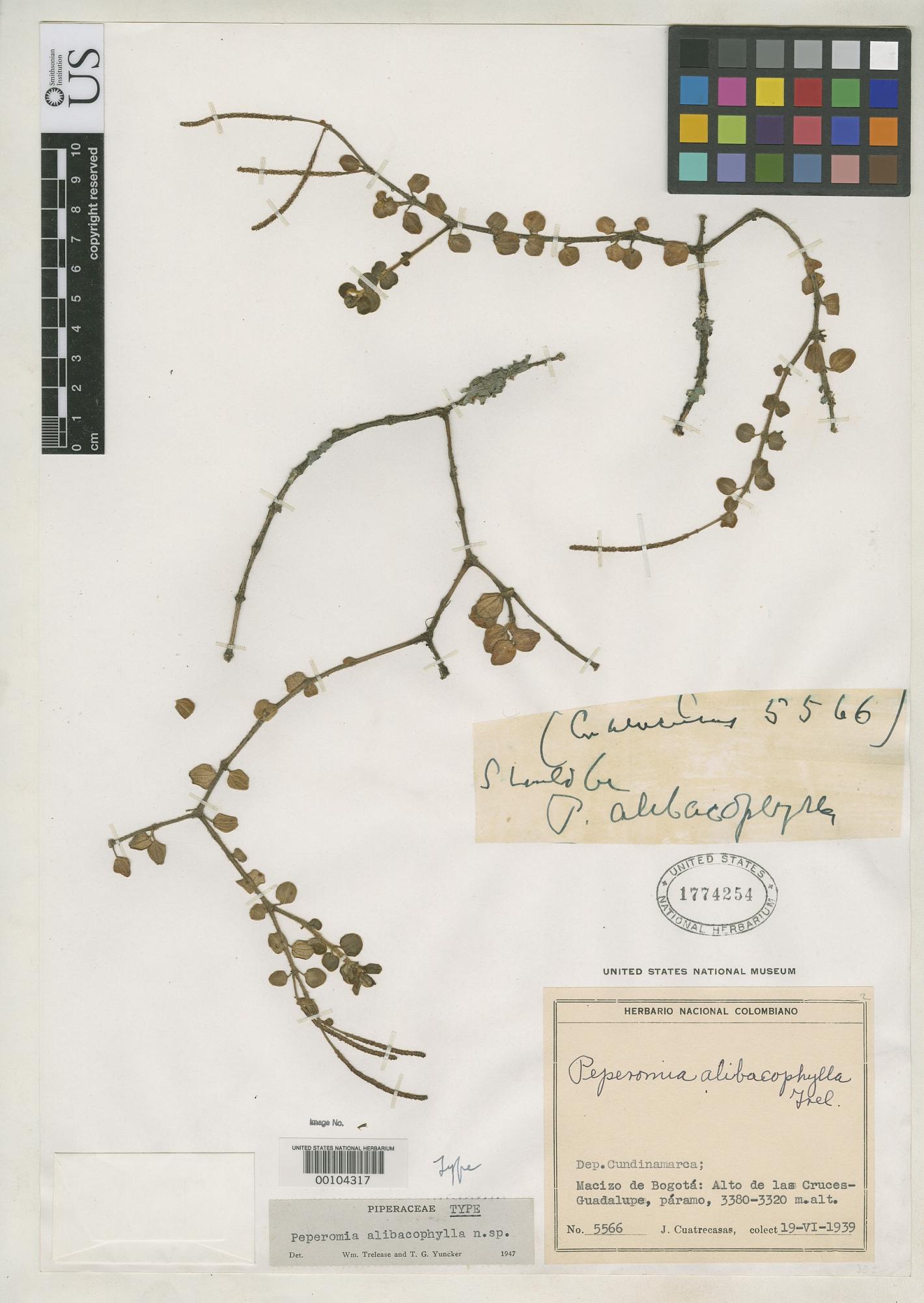 Peperomia alibacophylla