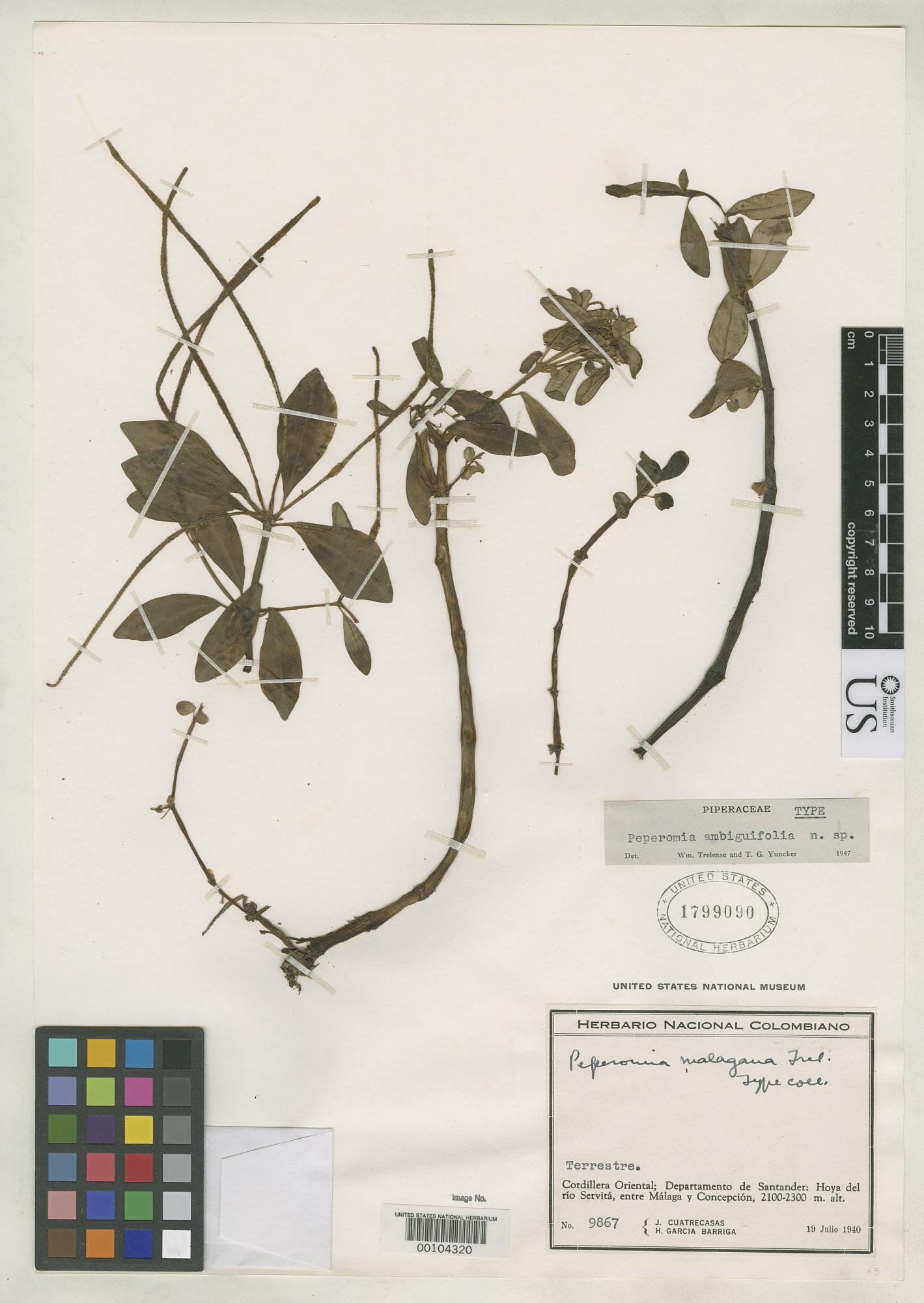 Peperomia ambiguifolia