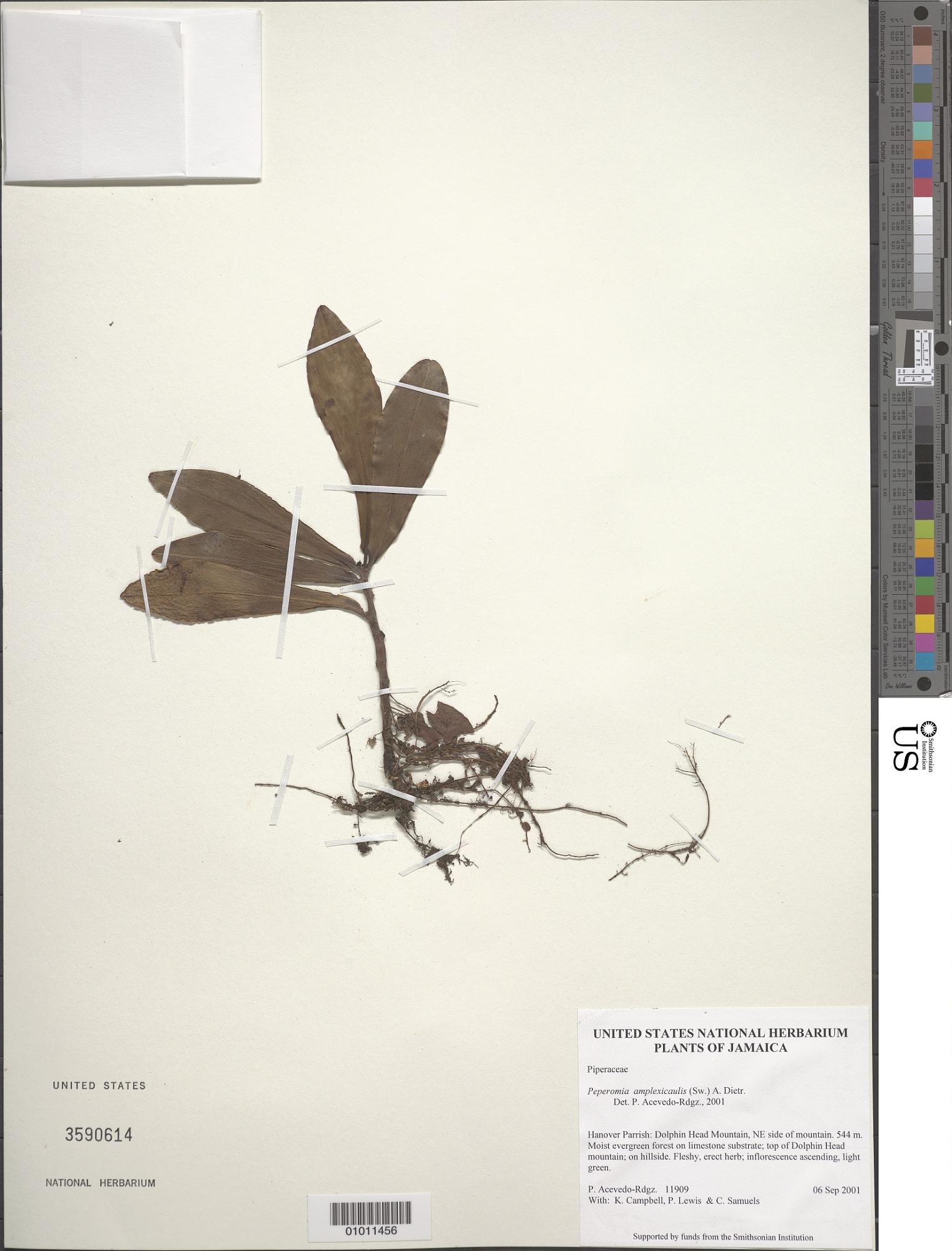 Peperomia amplexicaulis