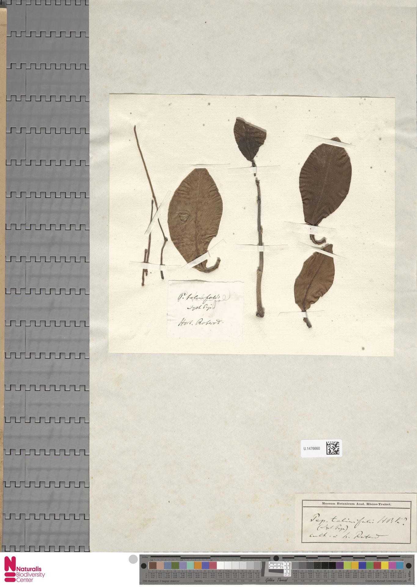Peperomia amplexifolia