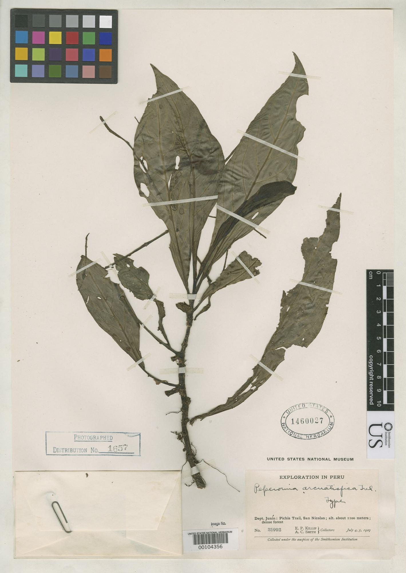Peperomia arcuatispica