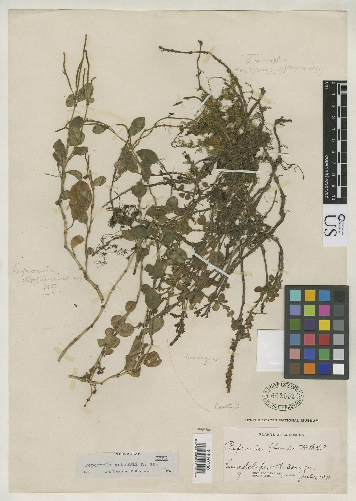 Peperomia arthurii