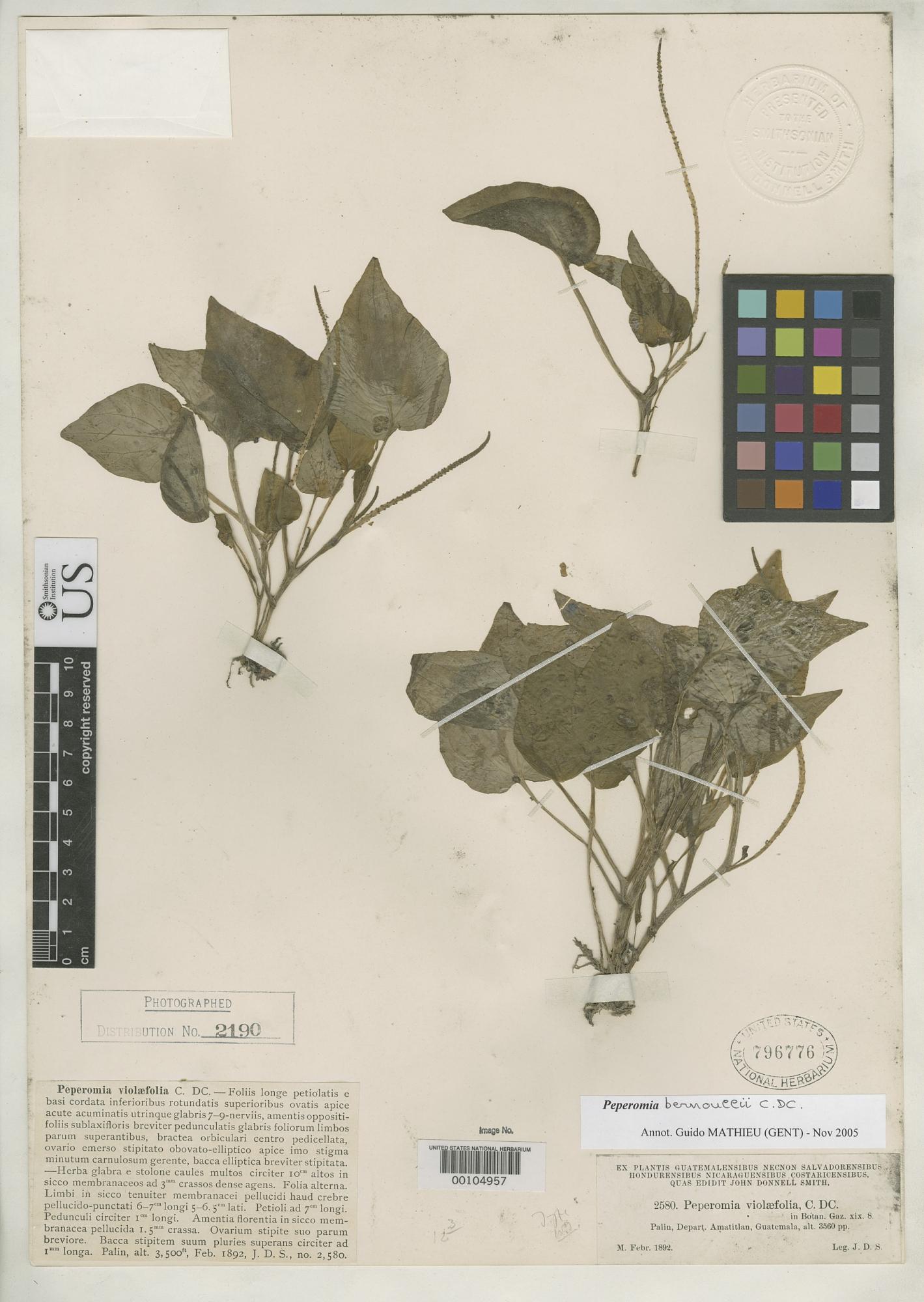 Peperomia bernouillii