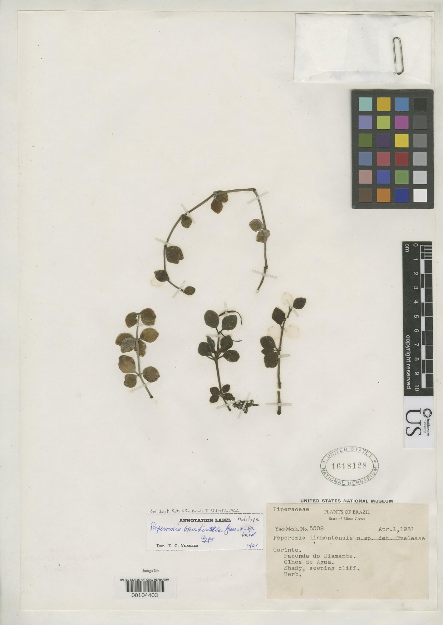 Peperomia brevihirtella