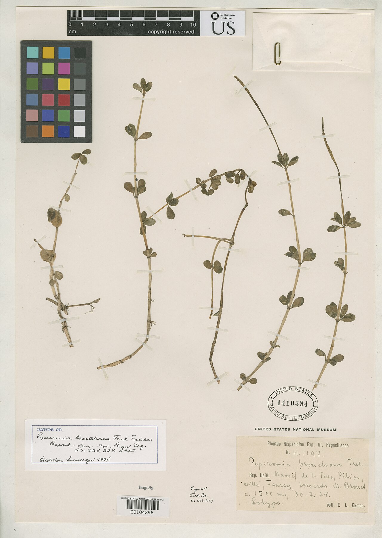 Peperomia brouetiana
