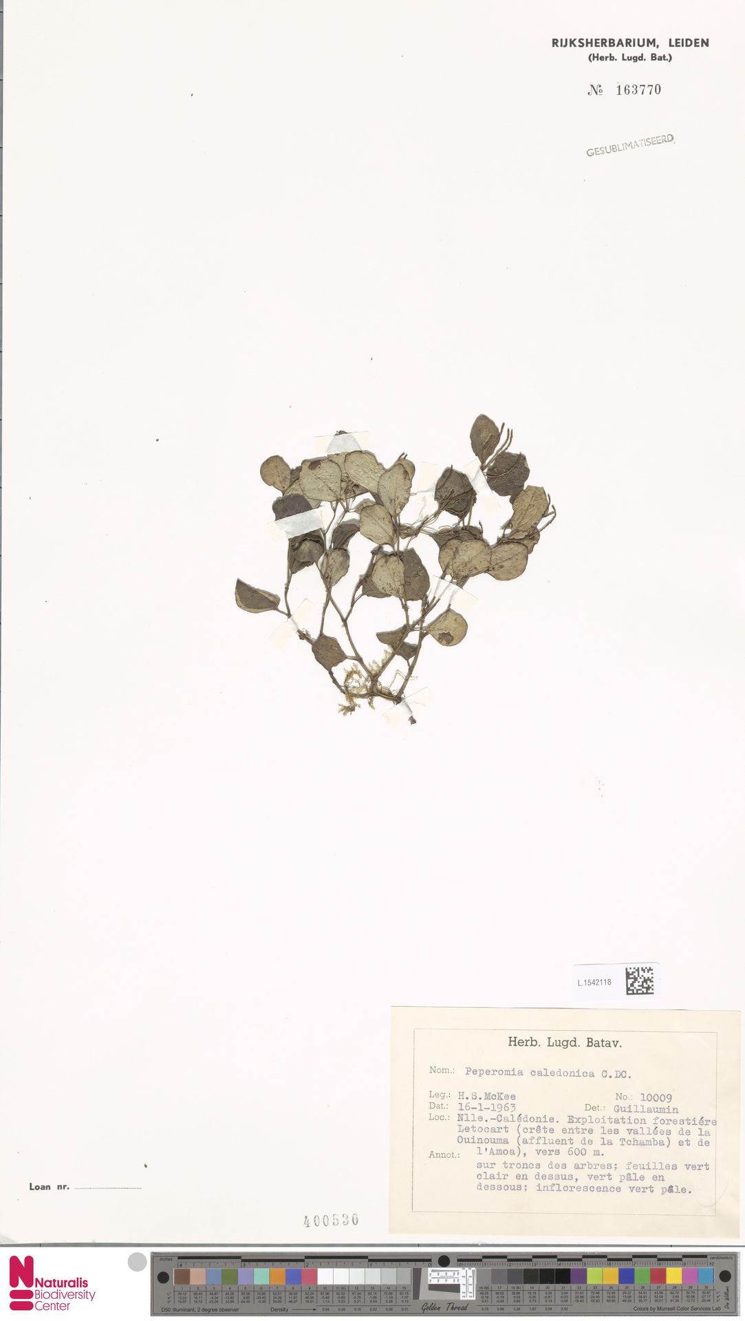 Peperomia caledonica