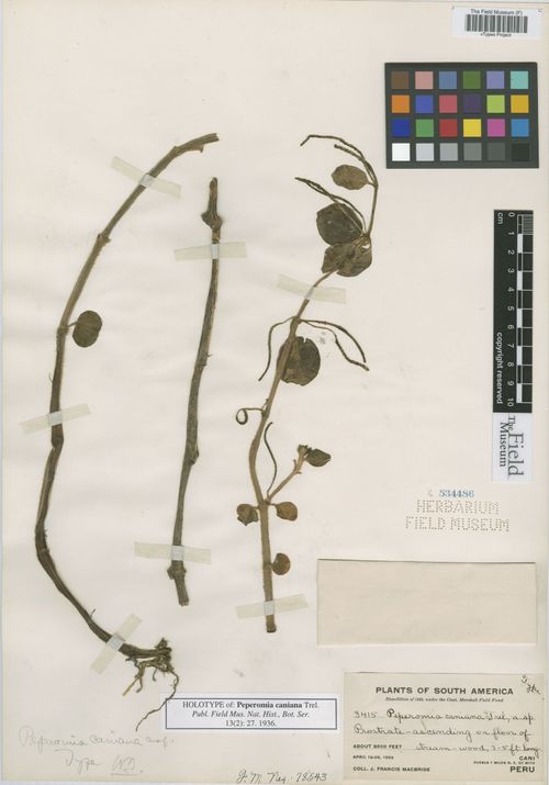 Peperomia caniana