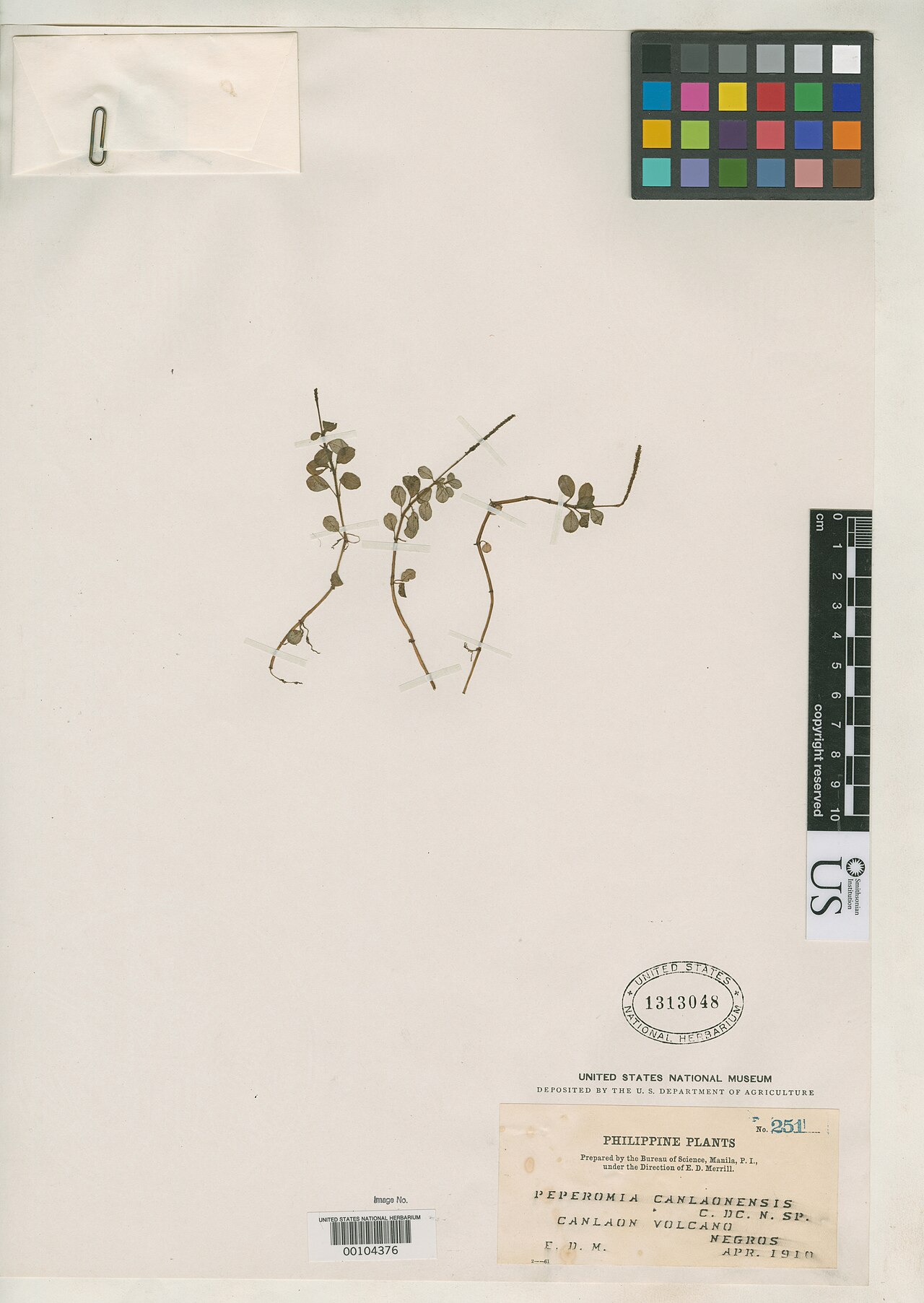Peperomia canlaonensis