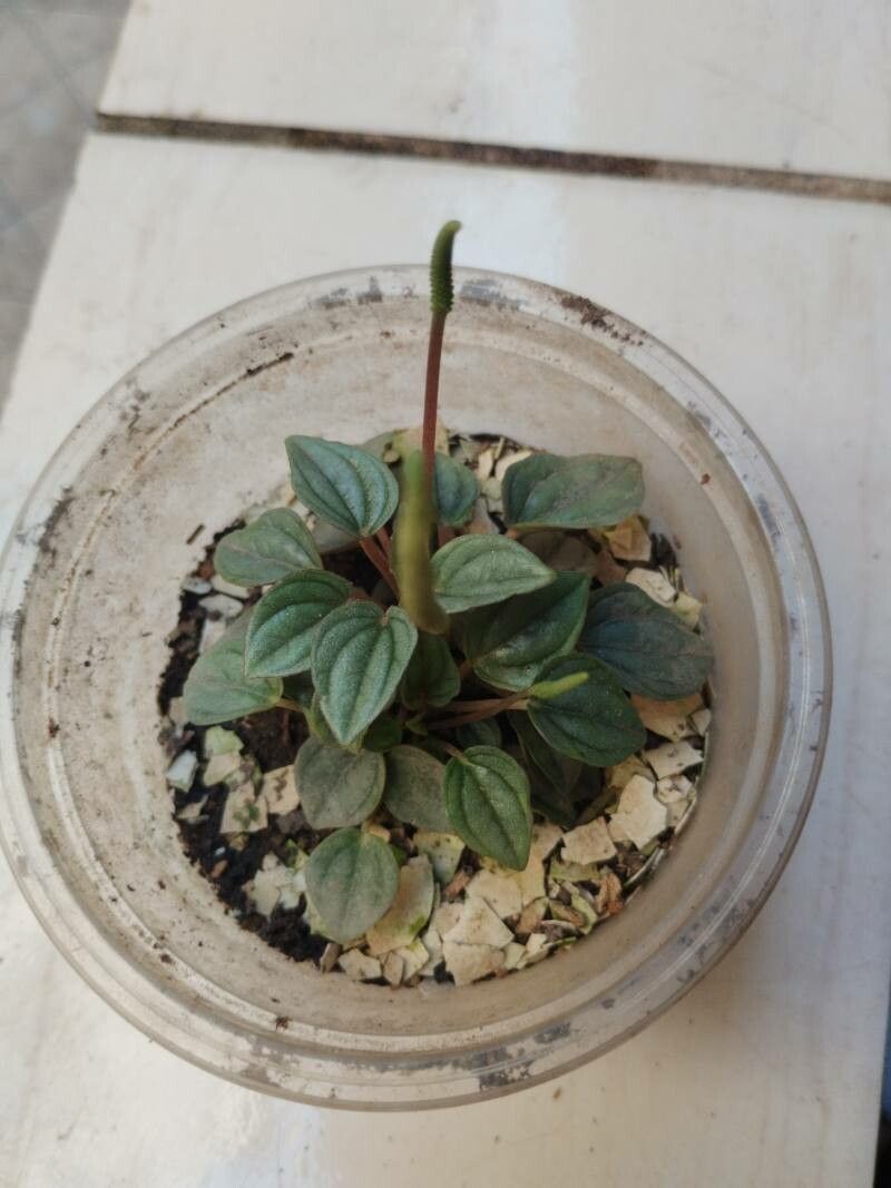 Peperomia caperata