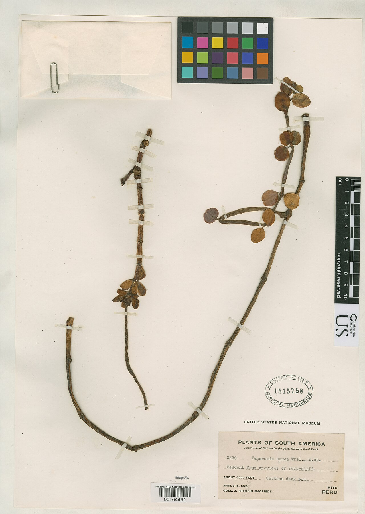 Peperomia cerea