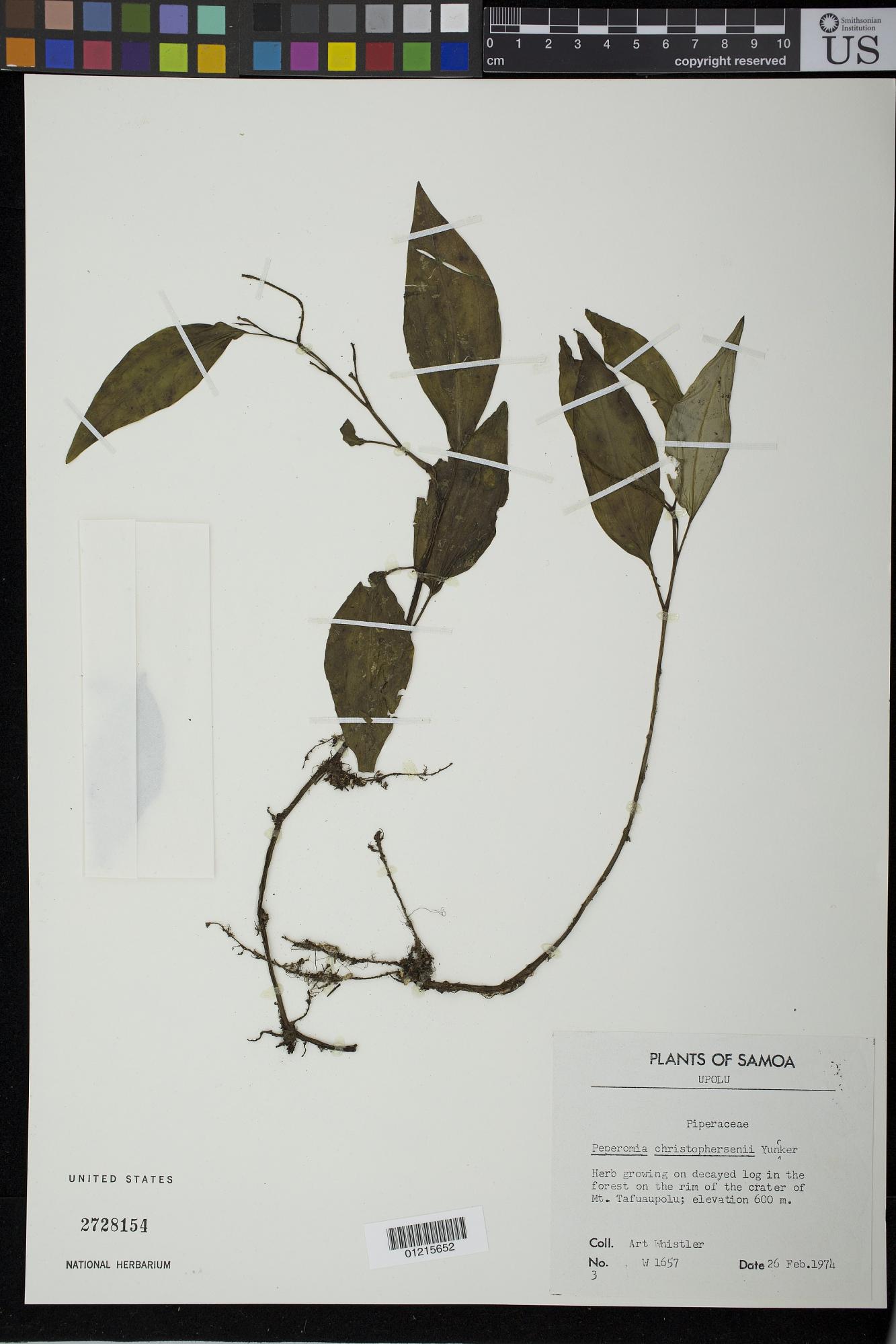 Peperomia christophersenii