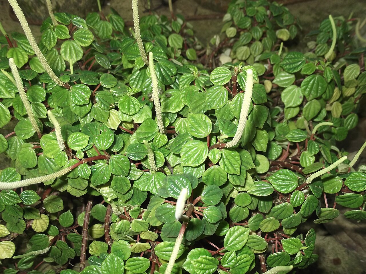 Peperomia columnaris
