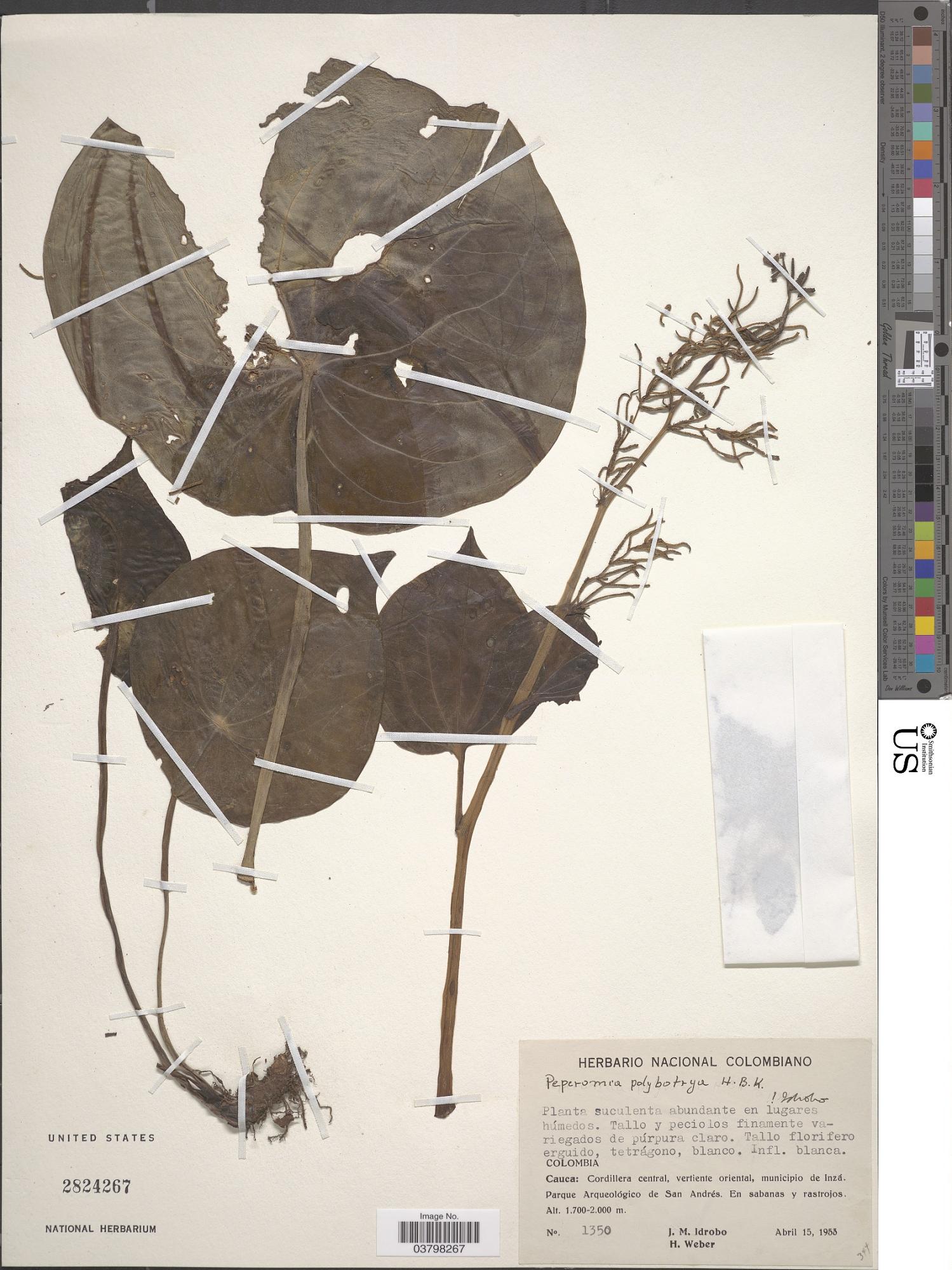 Peperomia conturbans