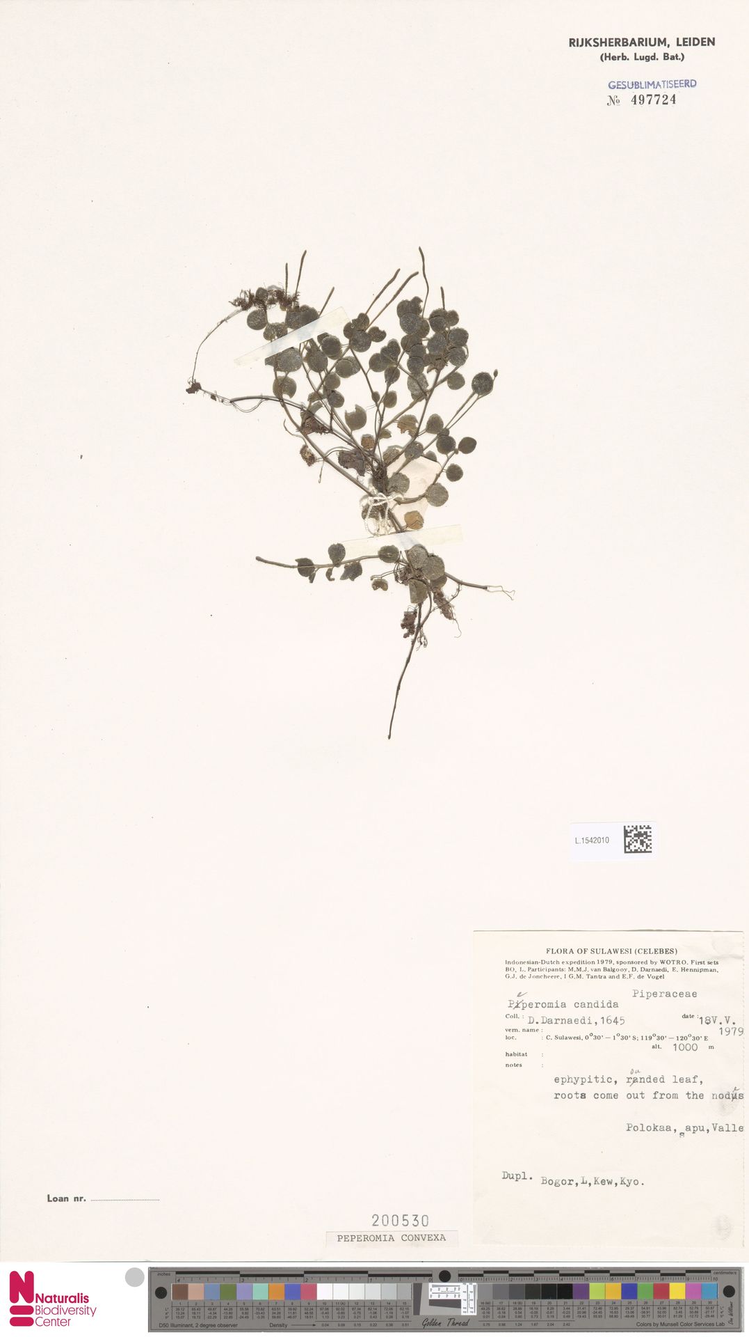 Peperomia convexa