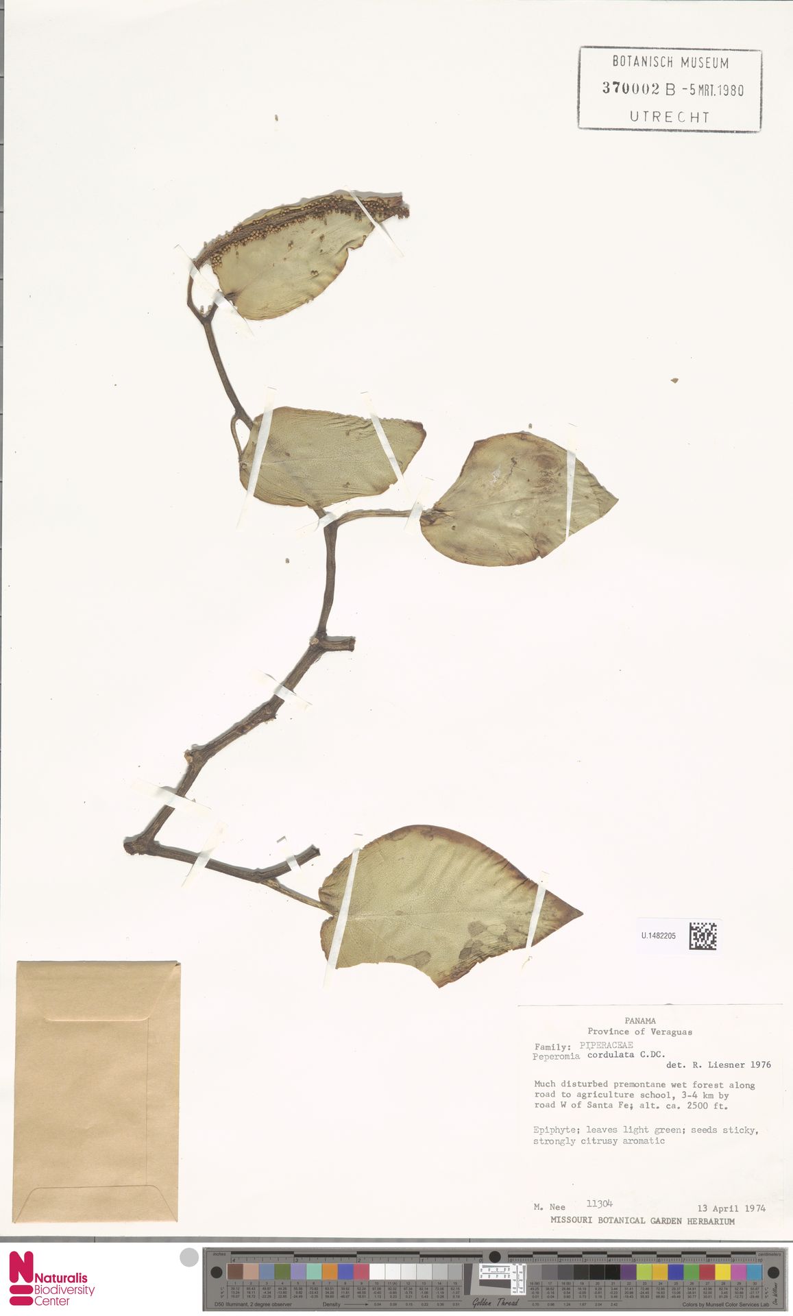 Peperomia cordulata