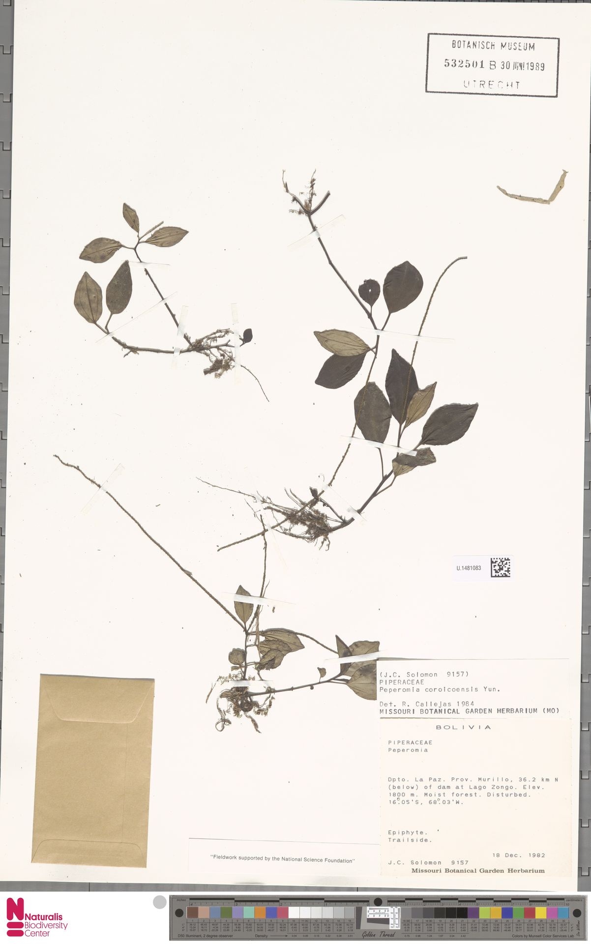 Peperomia coroicoensis