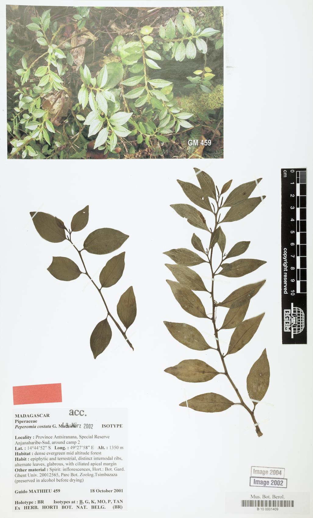 Peperomia costata