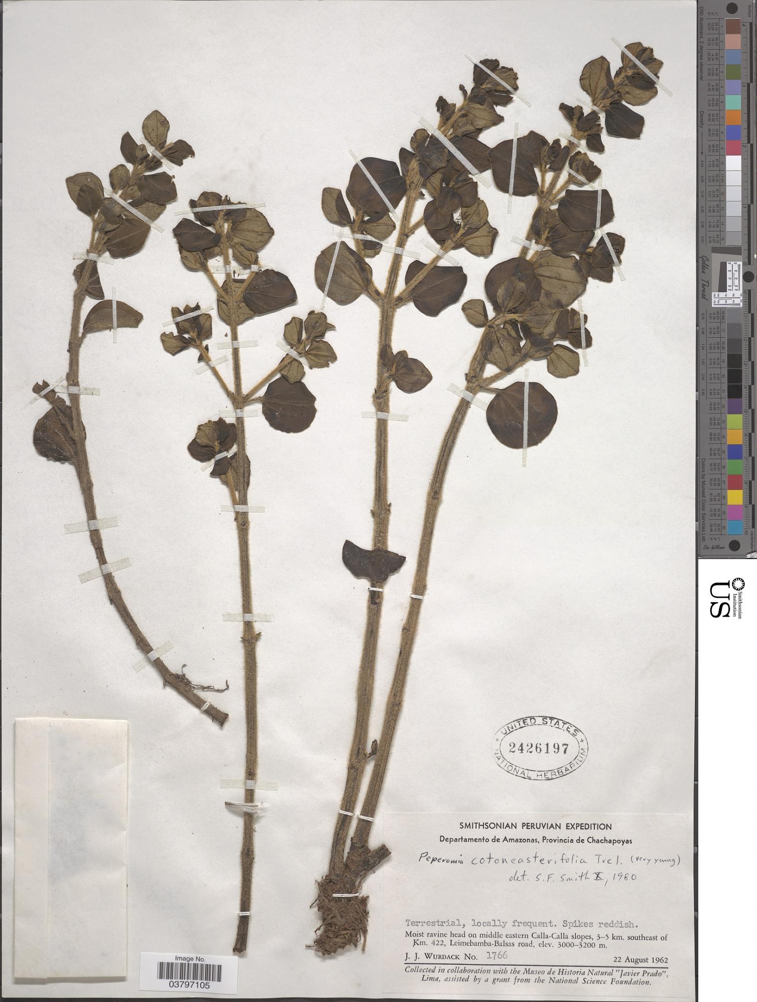 Peperomia cotoneasterifolia