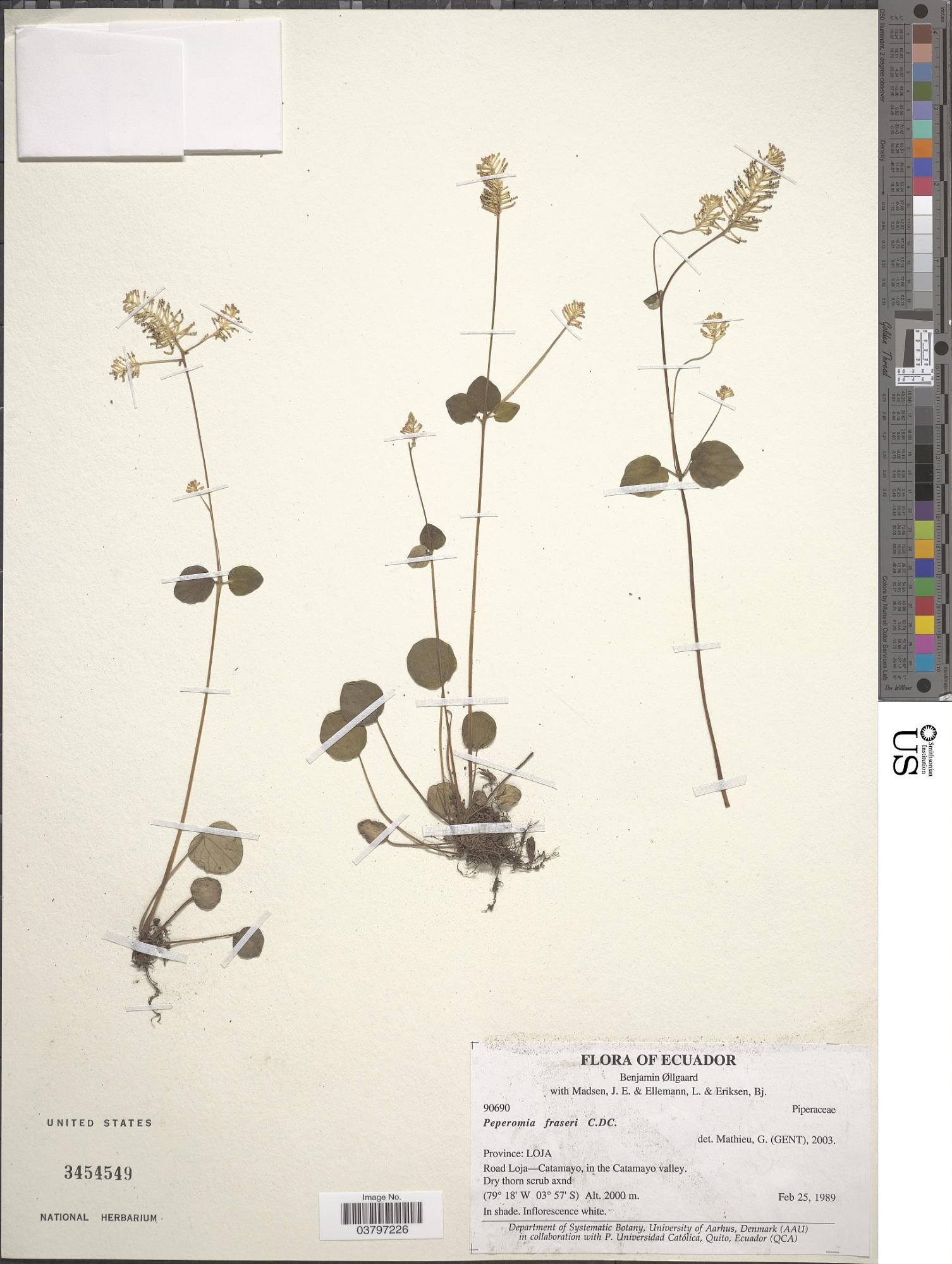 Peperomia cotyledon