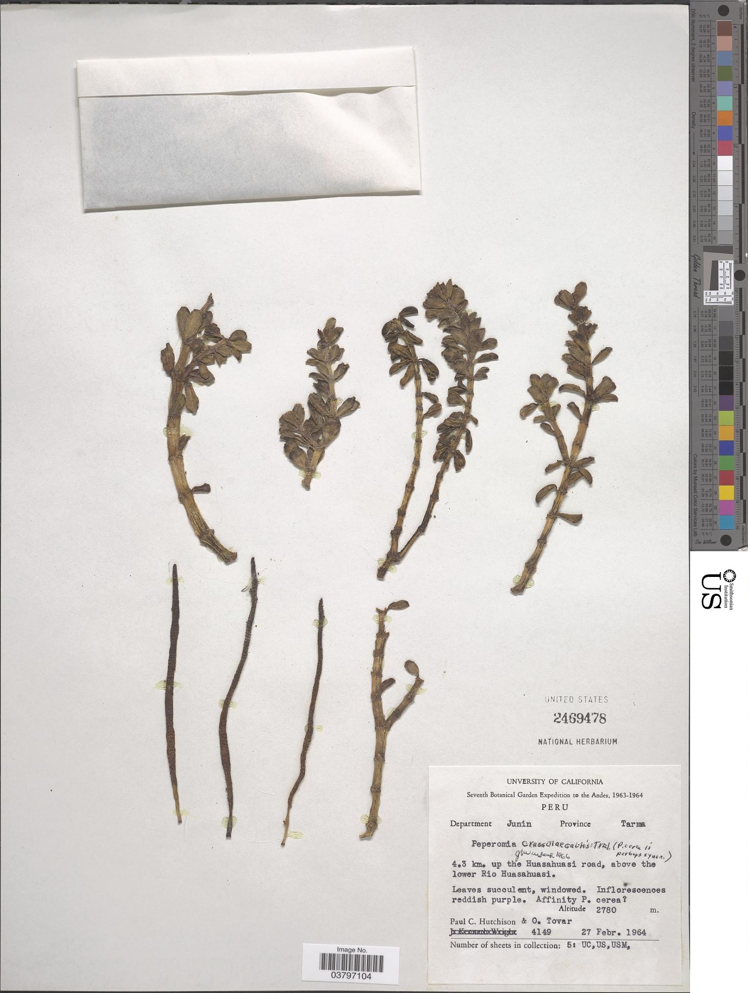 Peperomia crassulaecaulis