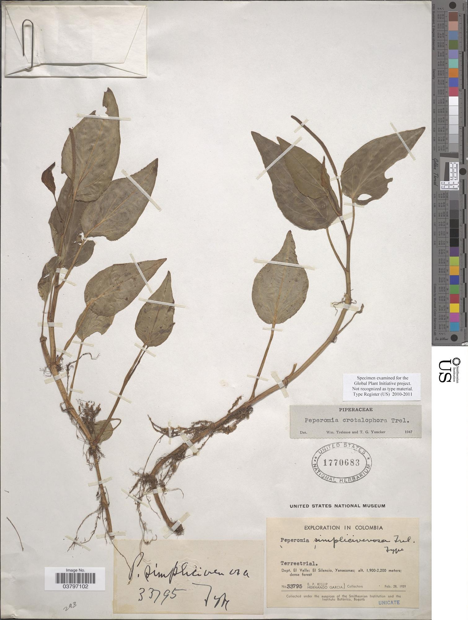Peperomia crotalophora