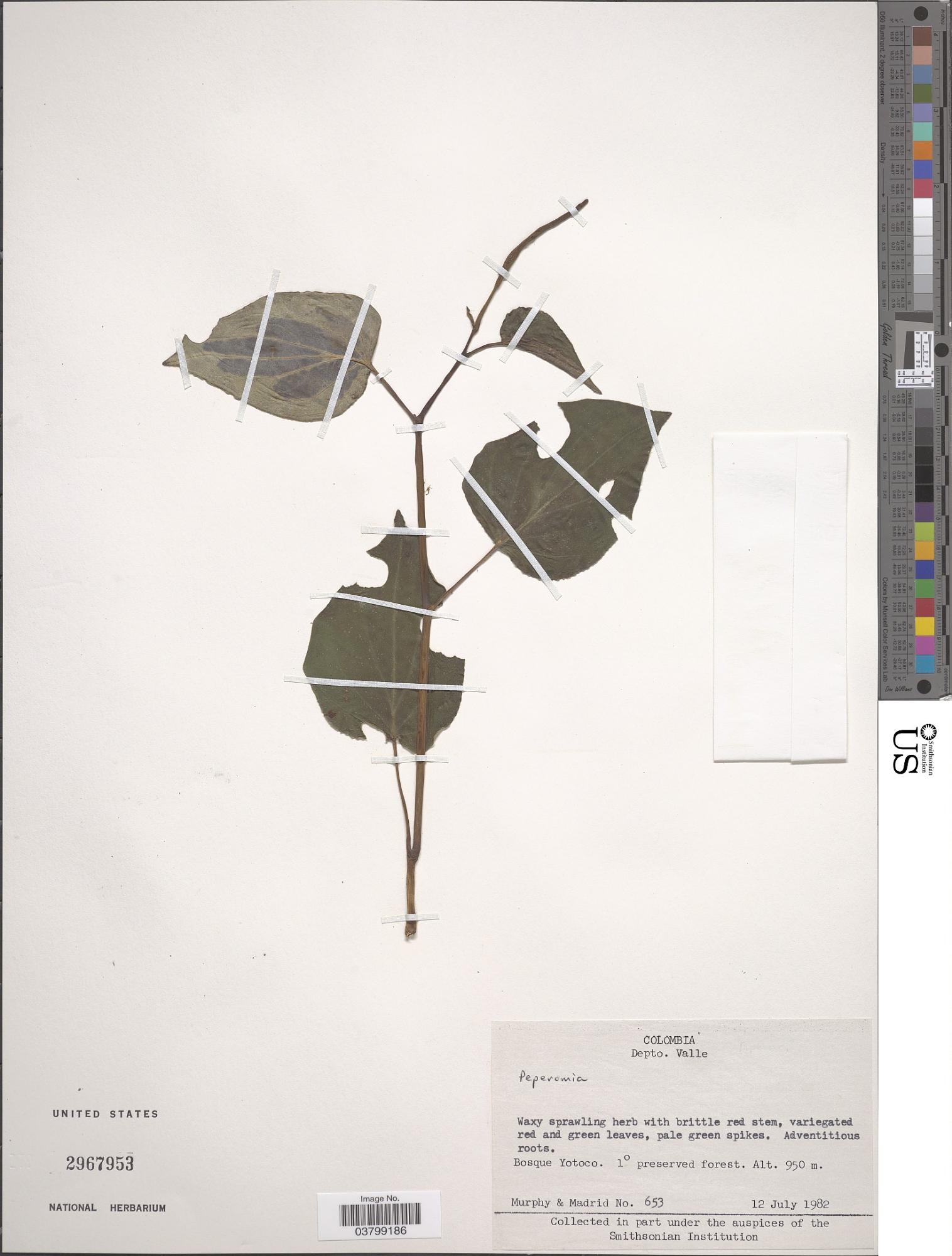 Peperomia cumbreana