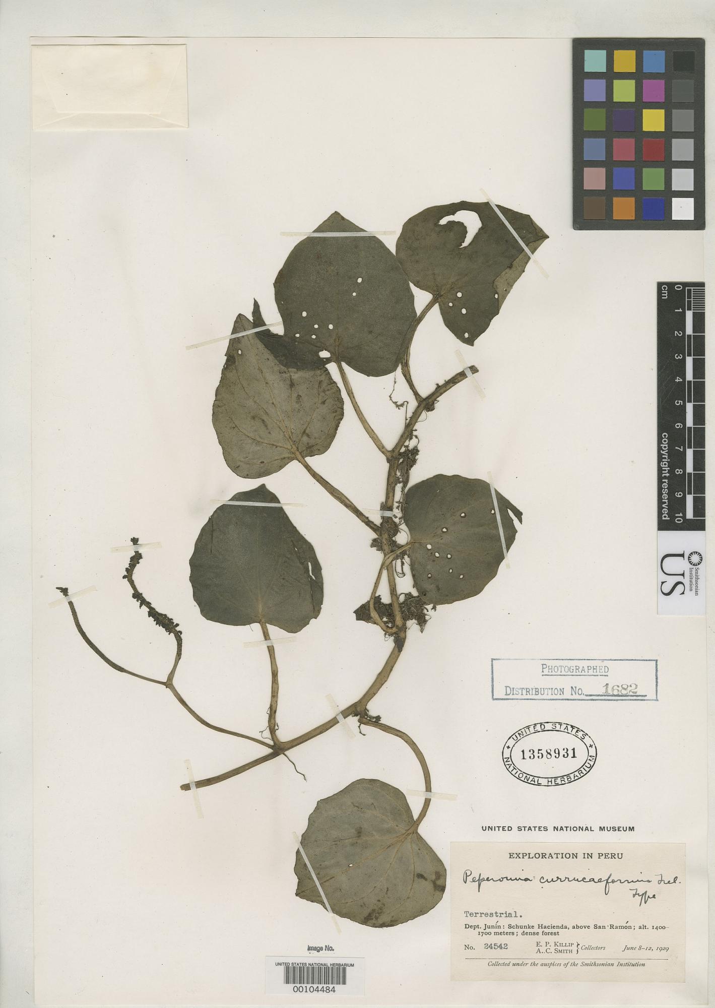 Peperomia curruciformis