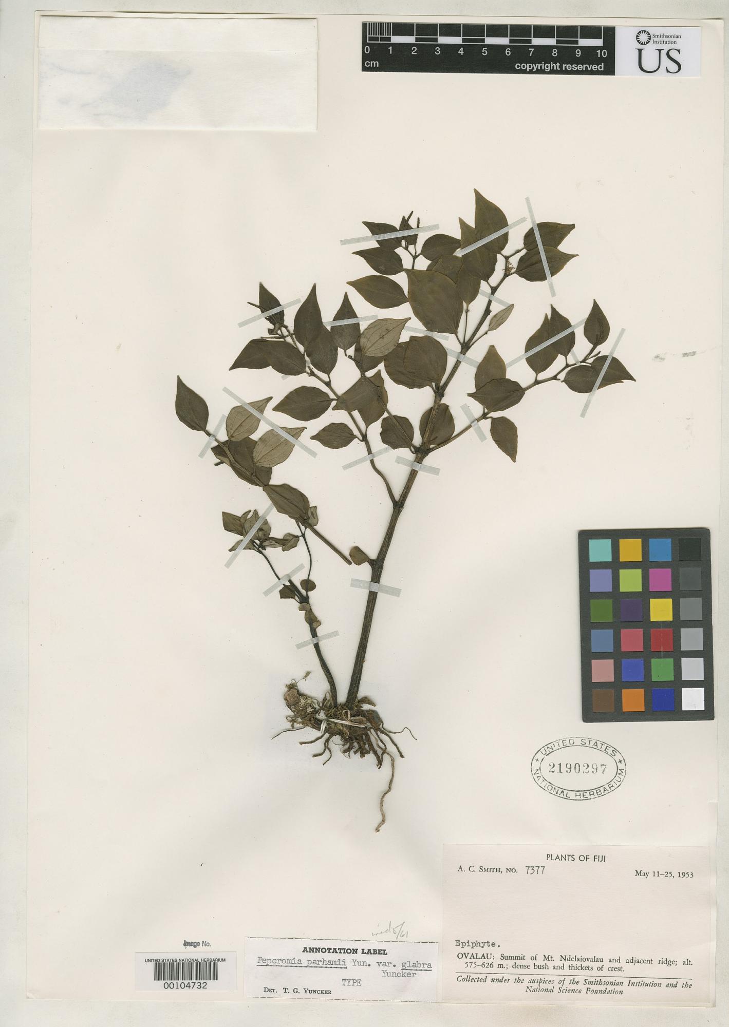 Peperomia curtispica