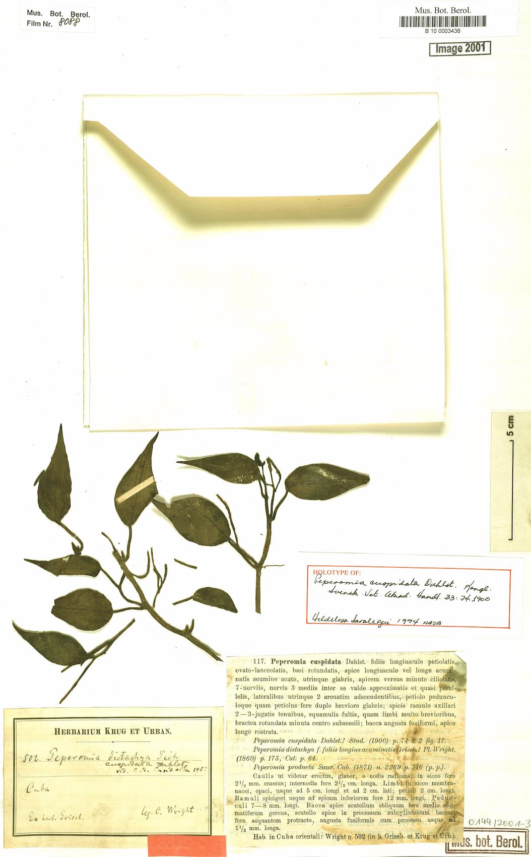 Peperomia cuspidata