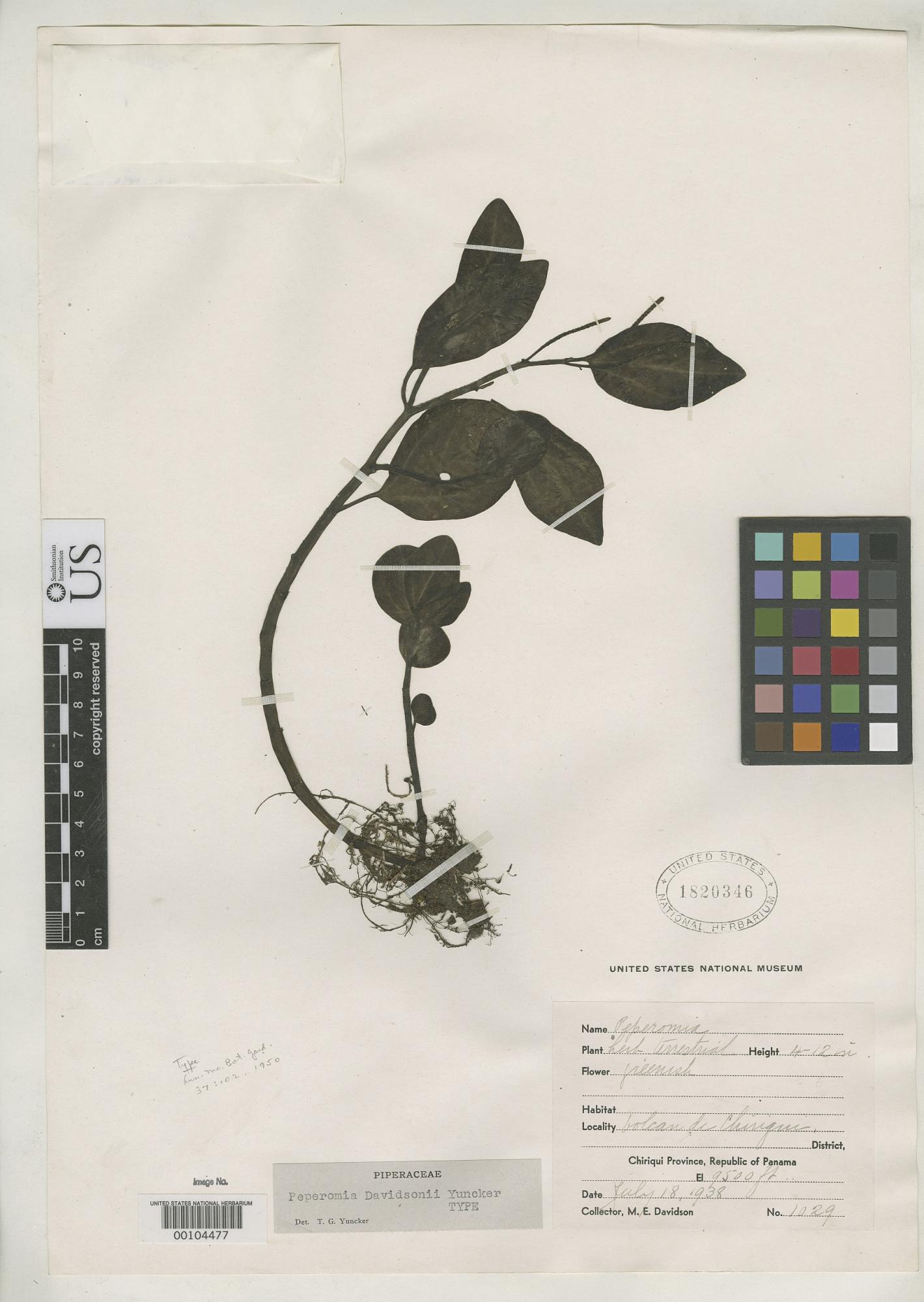 Peperomia davidsonii