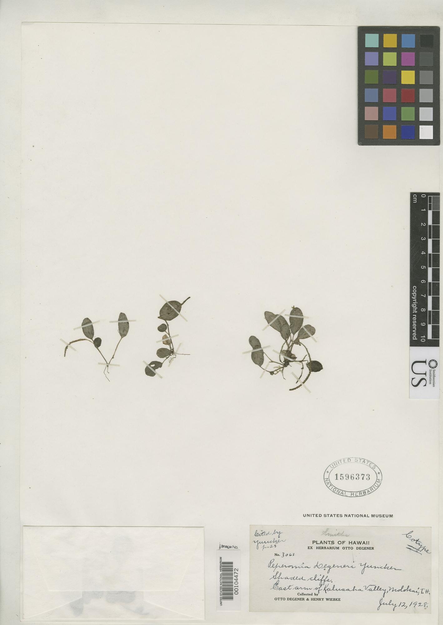 Peperomia degeneri