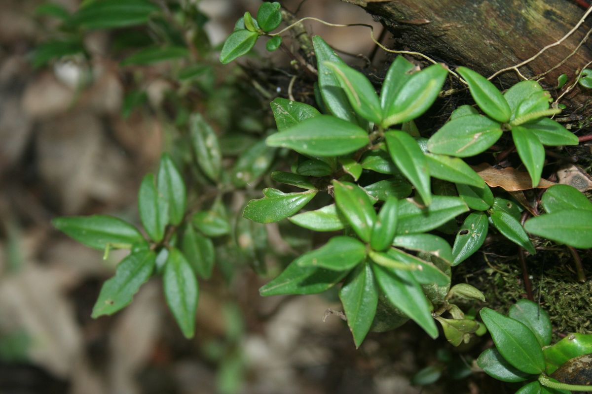 Peperomia dendrophila