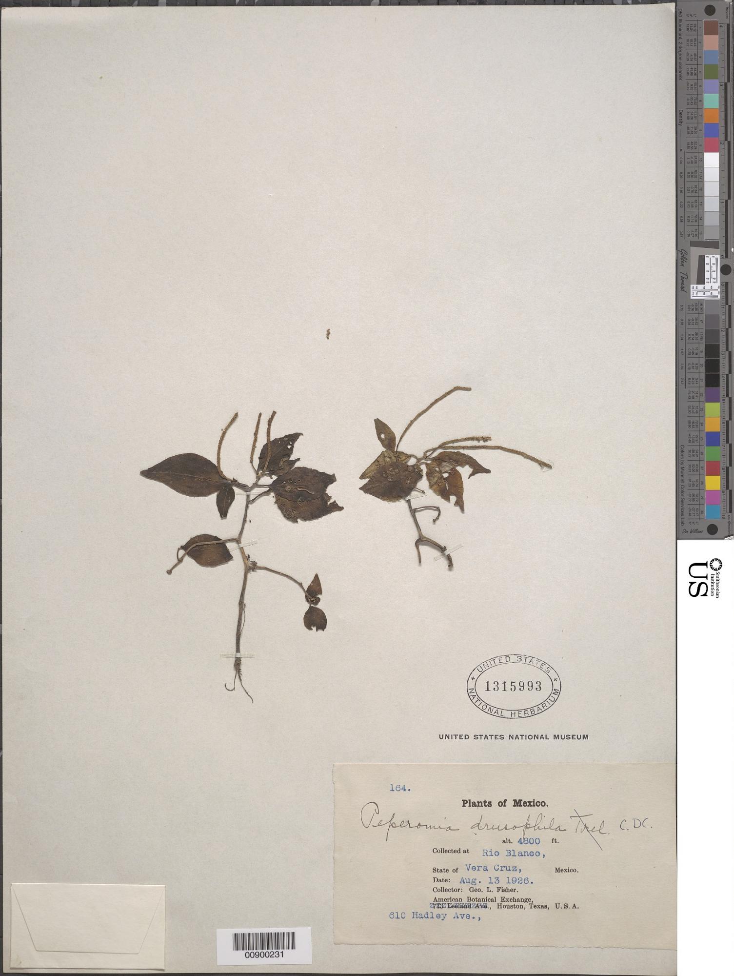 Peperomia drusophila