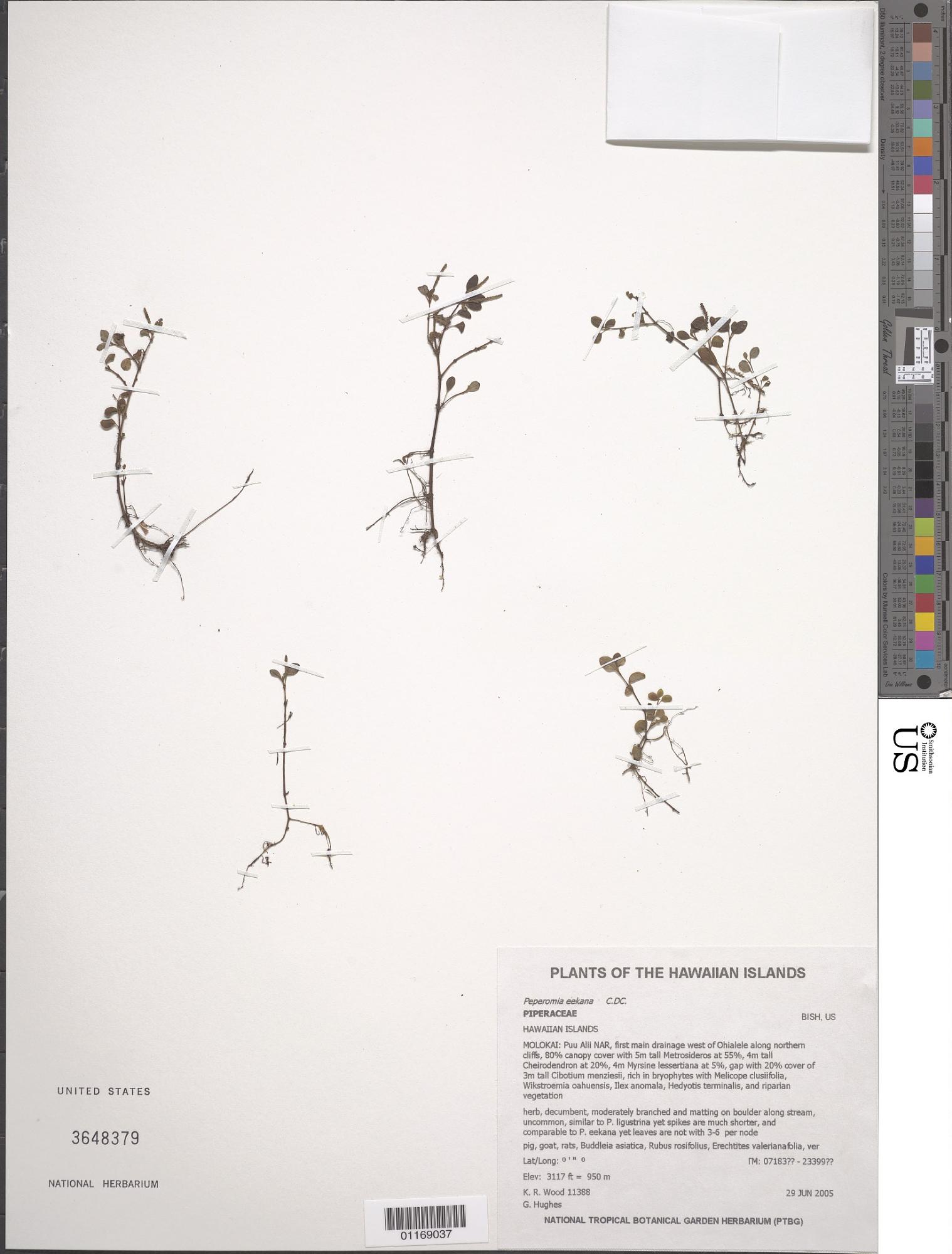 Peperomia eekana