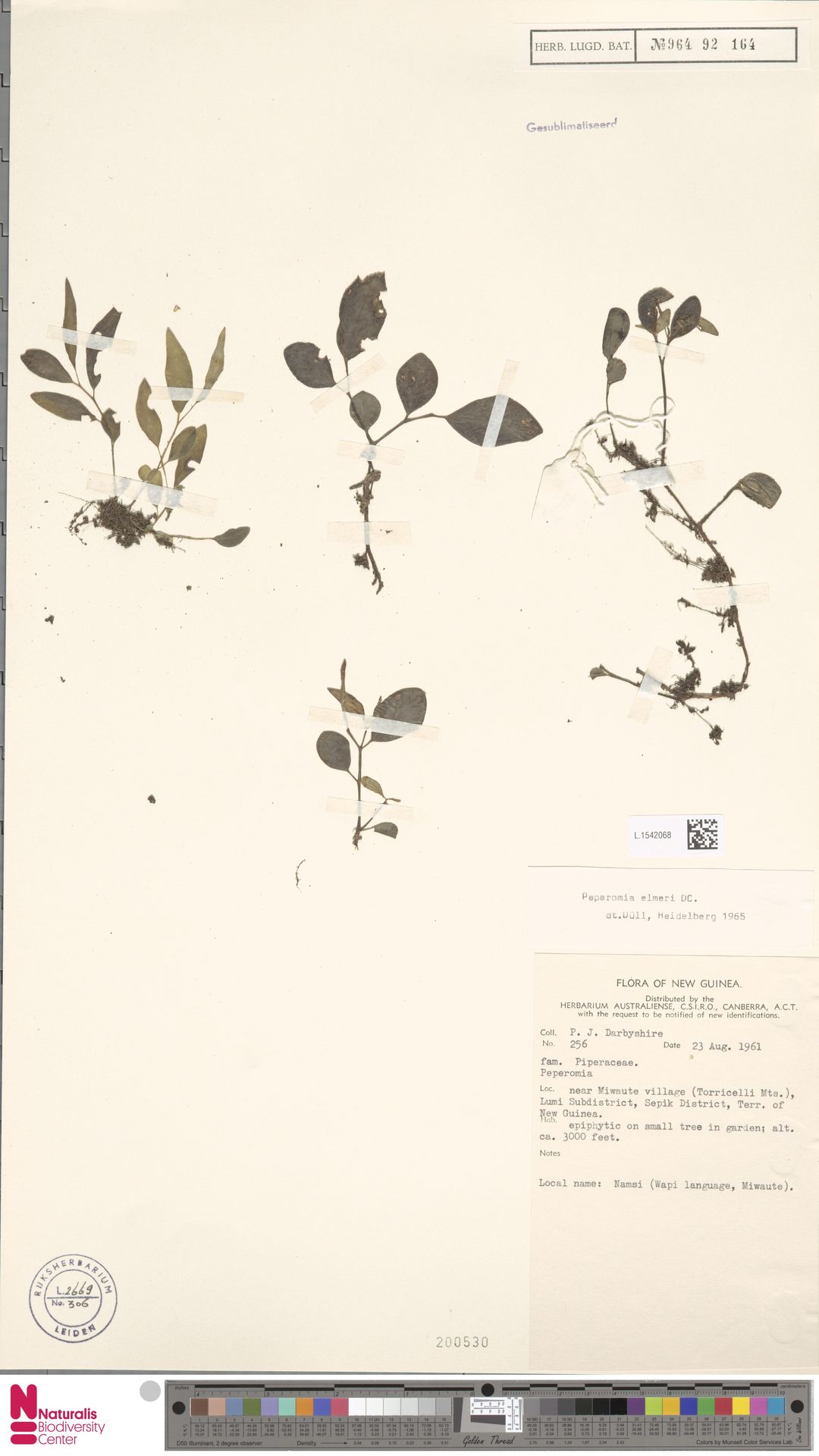 Peperomia elmeri