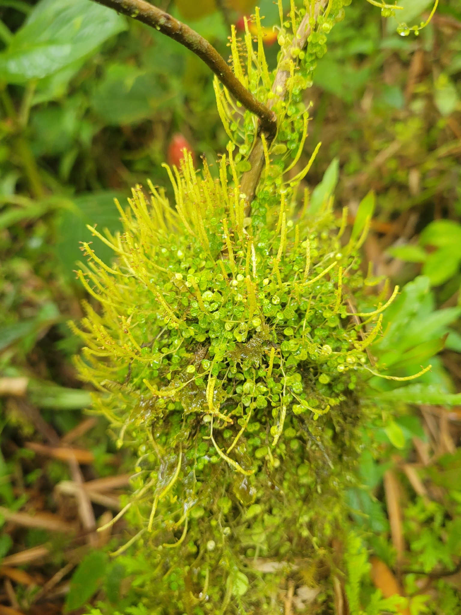 Peperomia emarginella