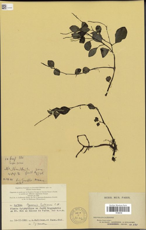 Peperomia endlichii