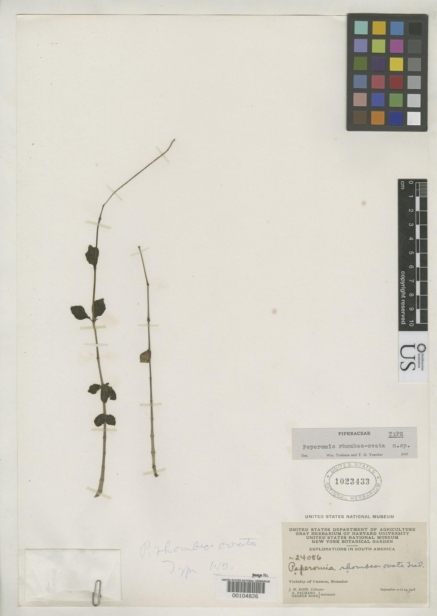 Peperomia ewanii