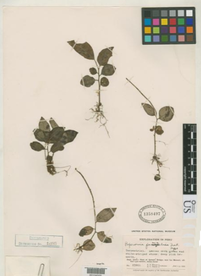 Peperomia famelica
