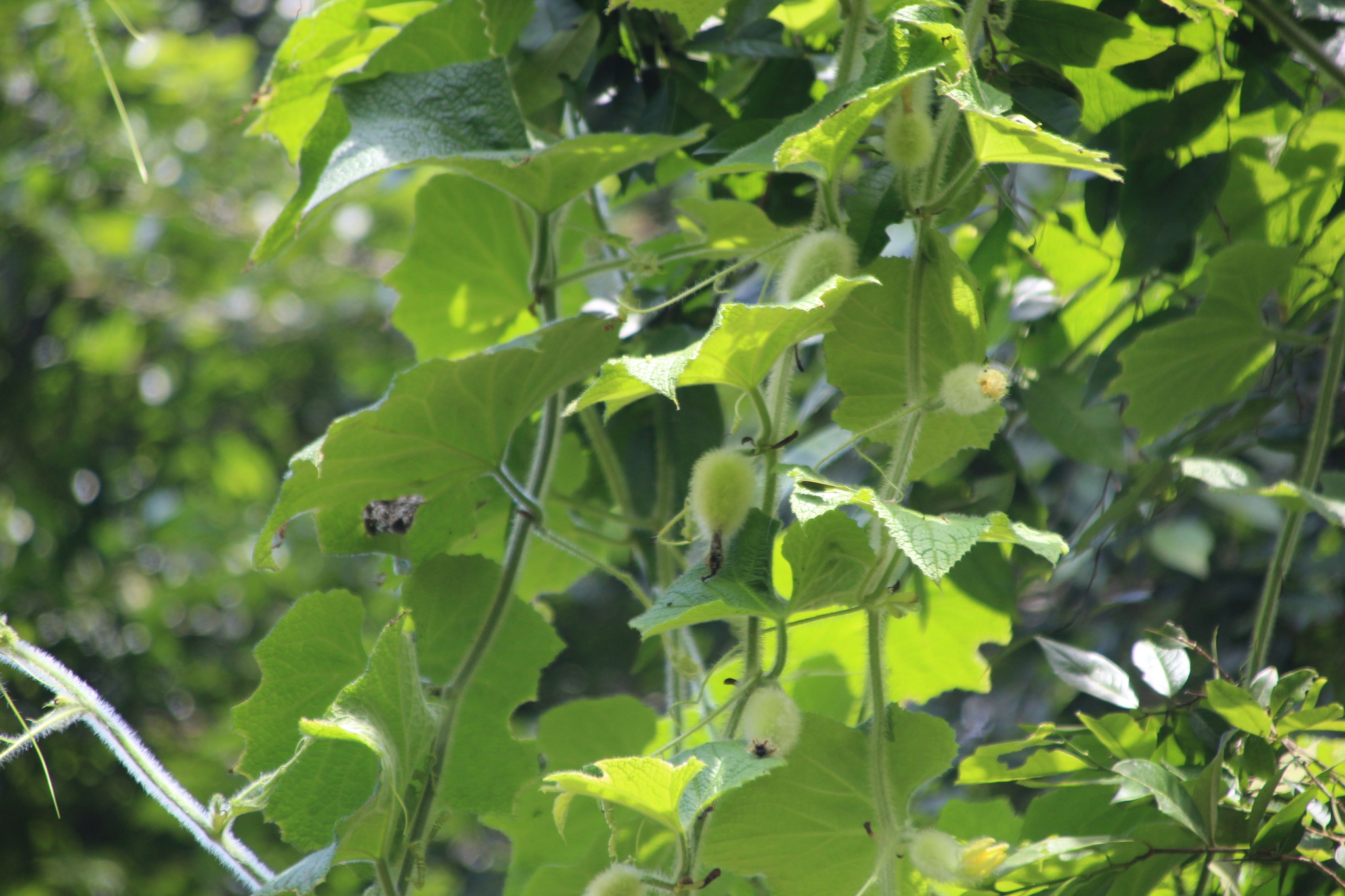 Peponium vogelii