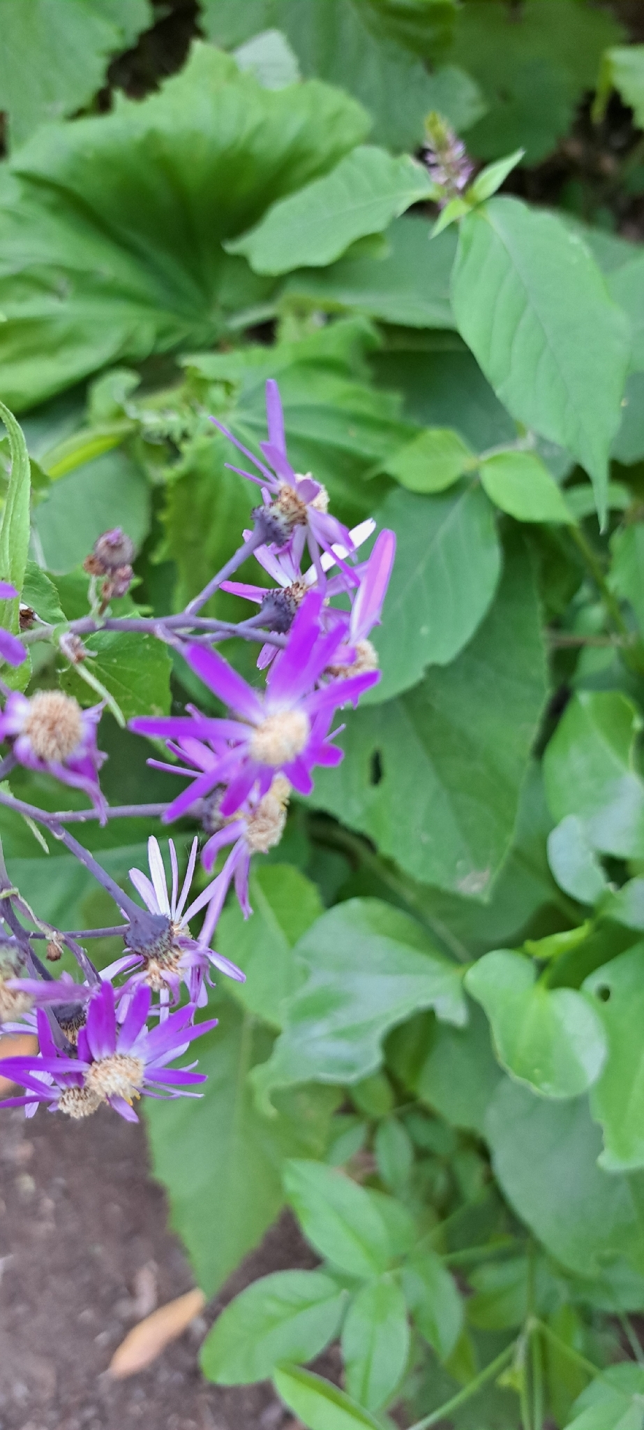 Pericallis echinata
