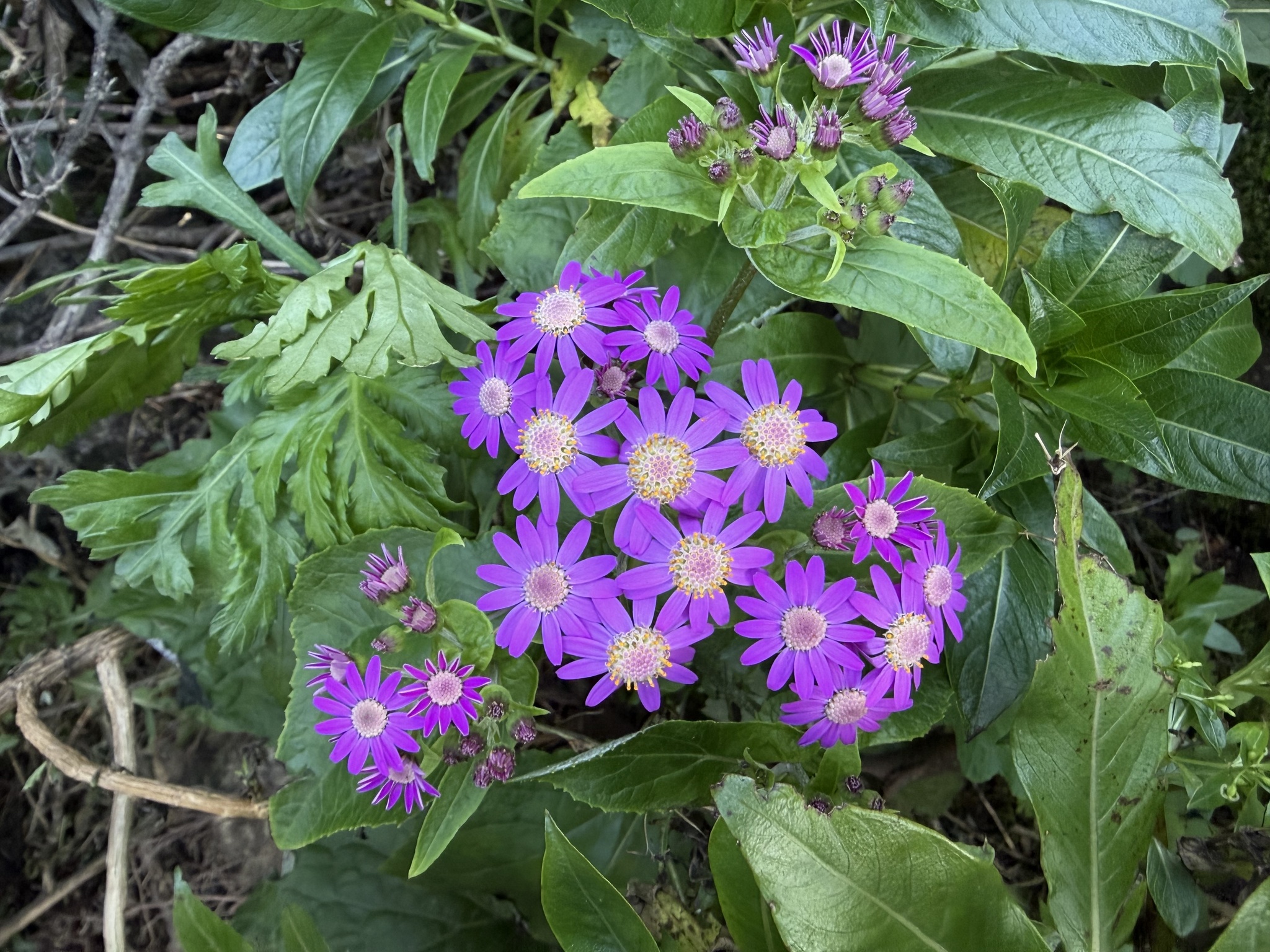 Pericallis steetzii