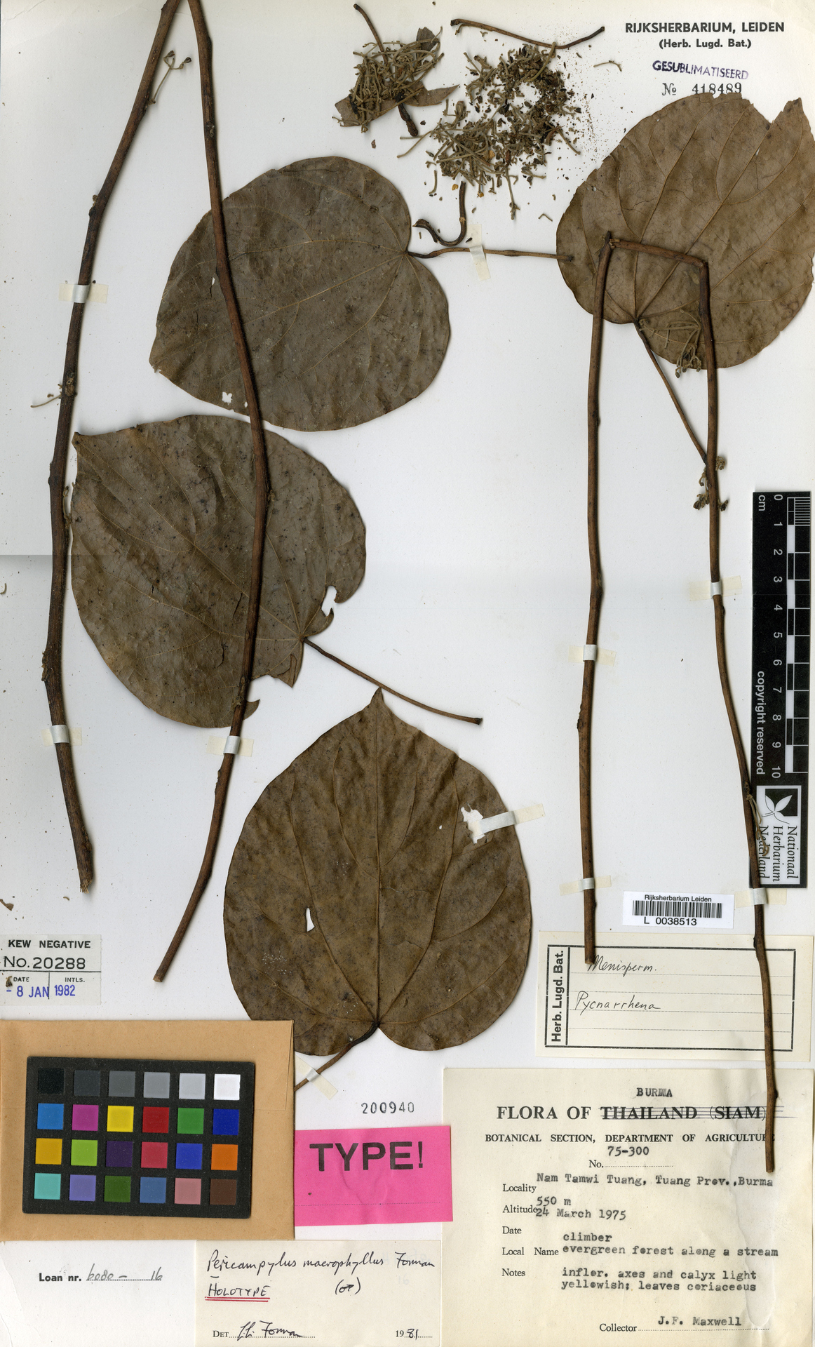 Pericampylus macrophyllus