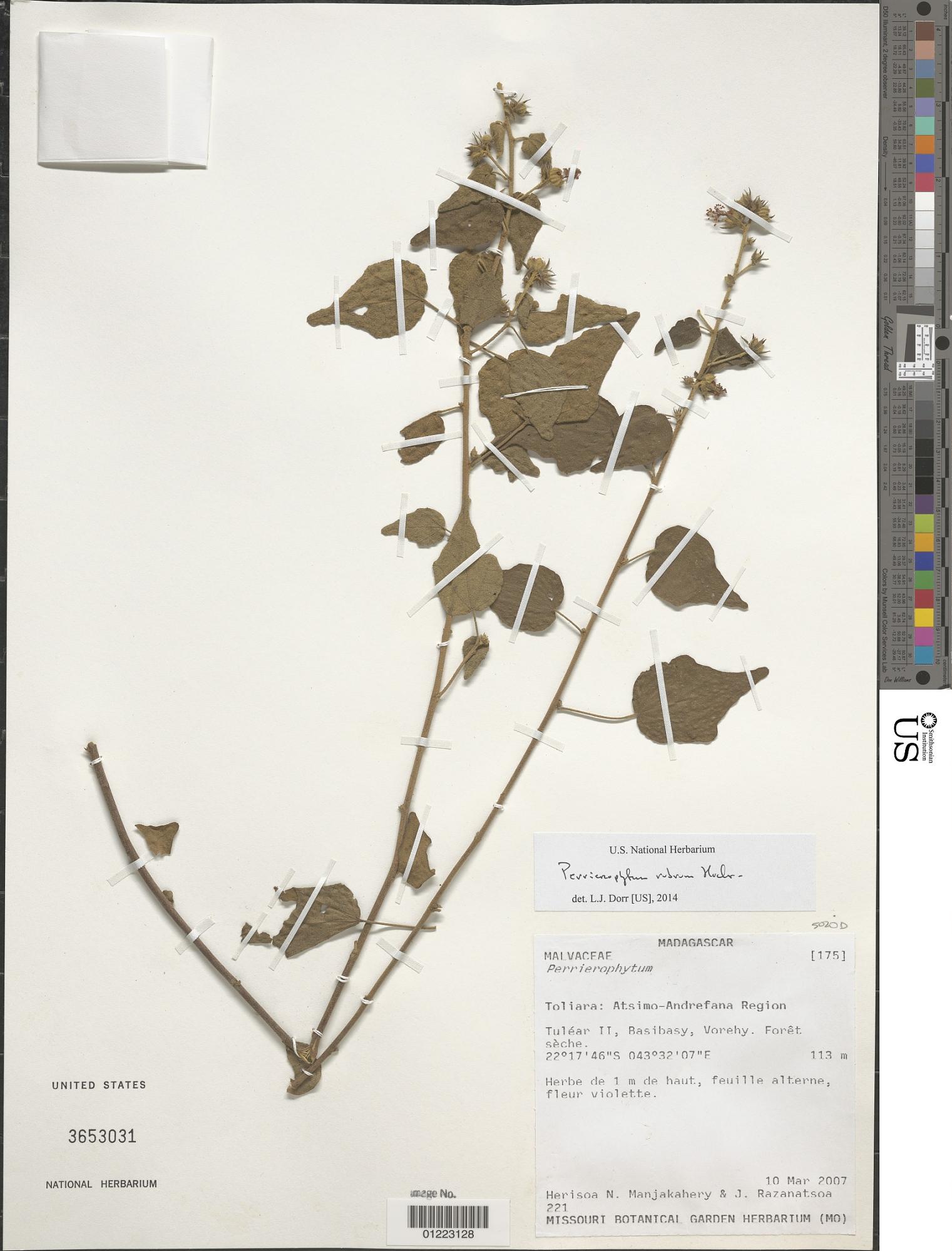 Perrierophytum rubrum
